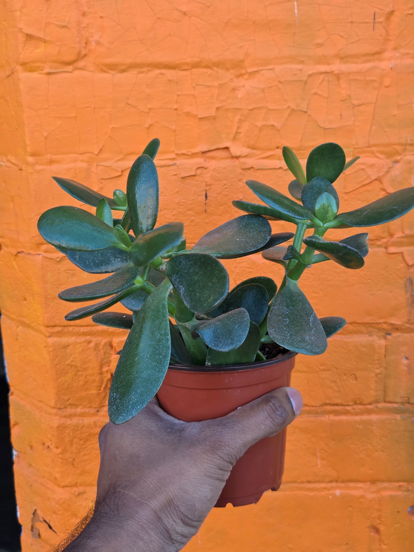 4" Jade | Crassula Ovata