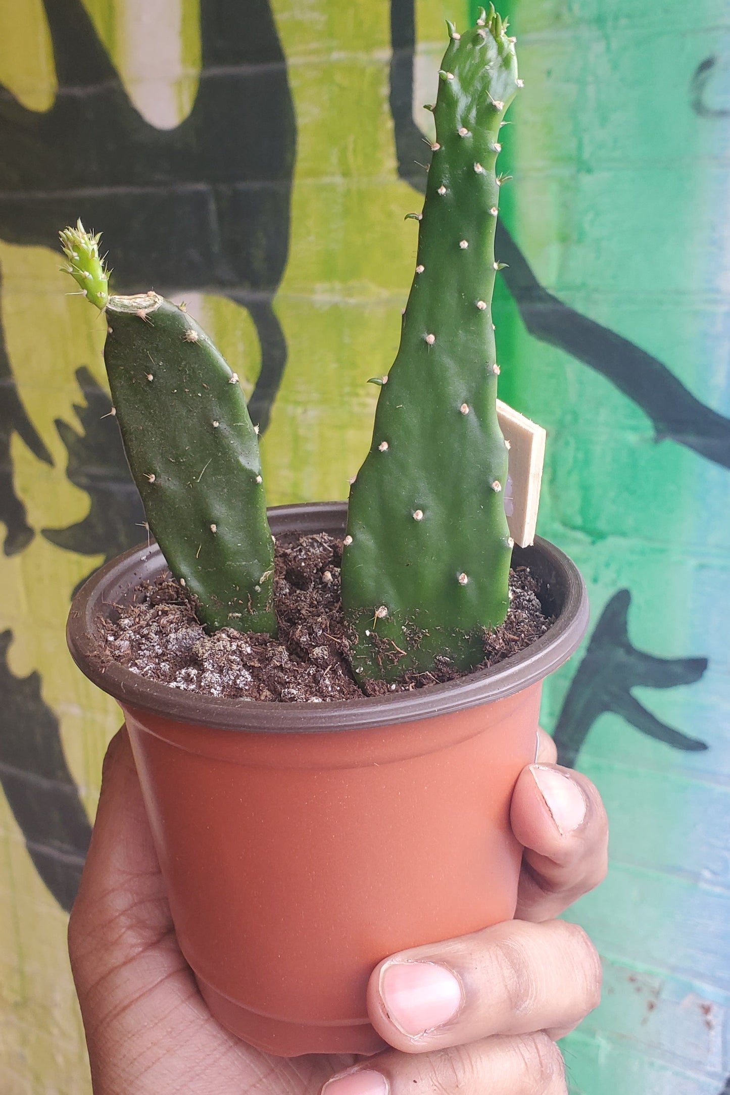 4" Opuntia jamaicensis