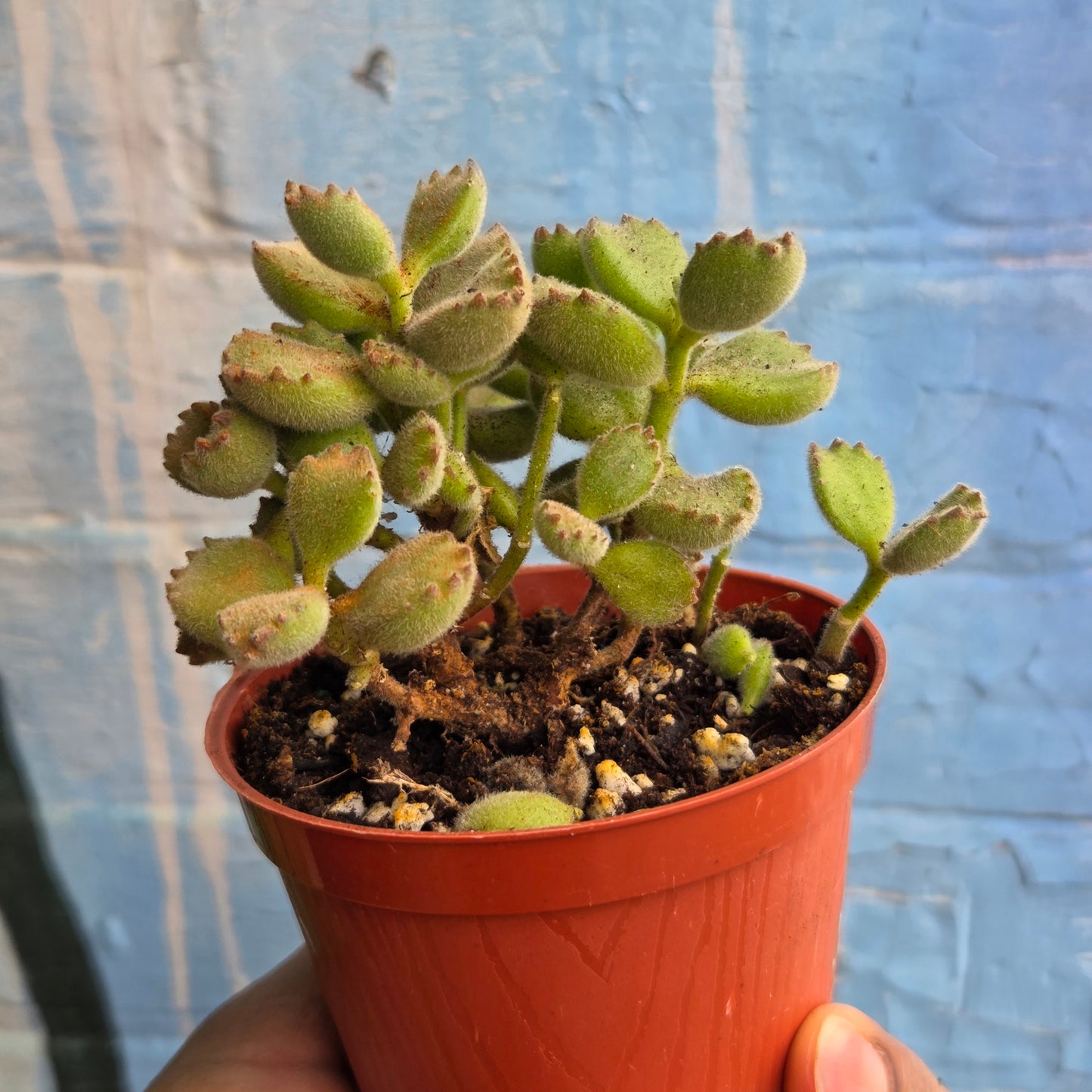3" Cotyledon Tomentosa | Bear Paw Bush