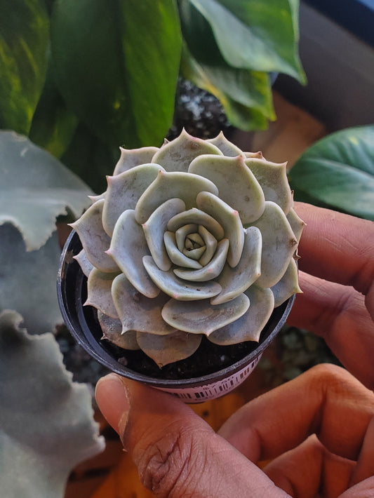 2.5" Echeveria Lola