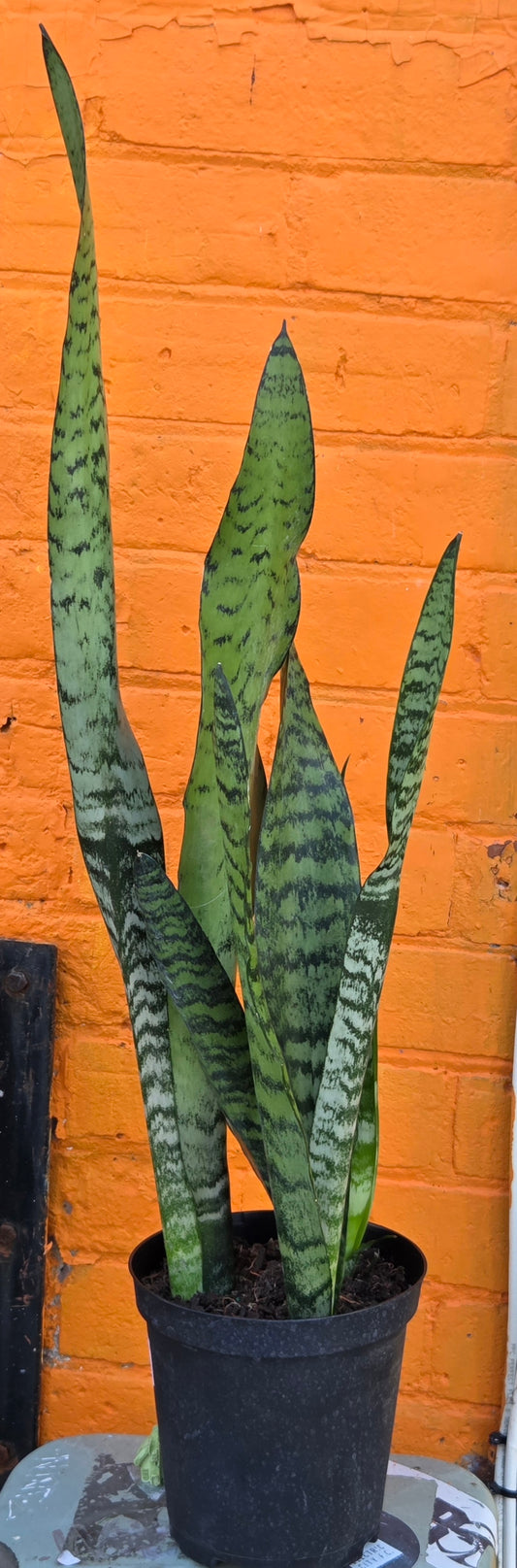 6" Sansevieria Zeylanica
