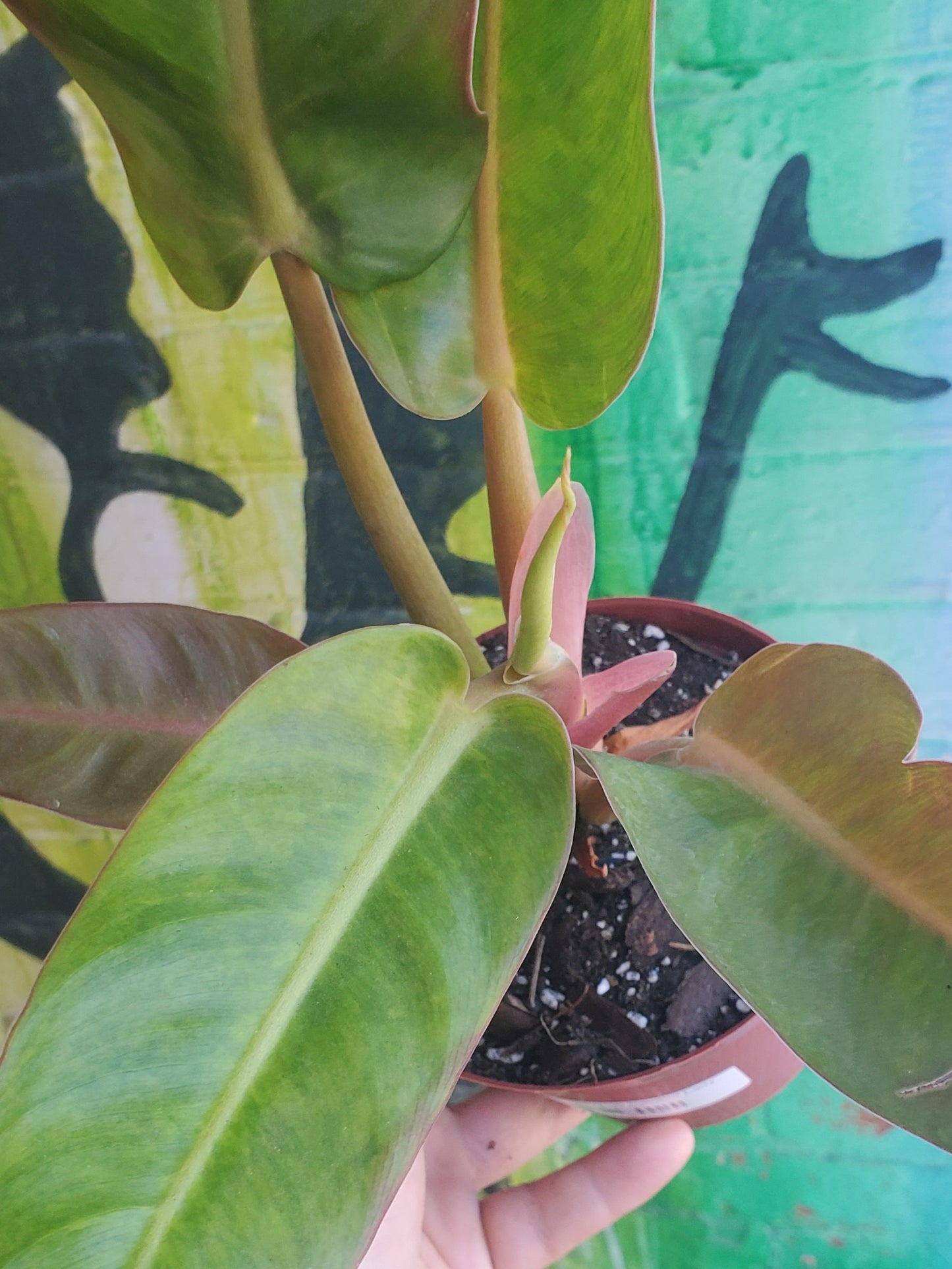 5" Philodendron Painted Lady