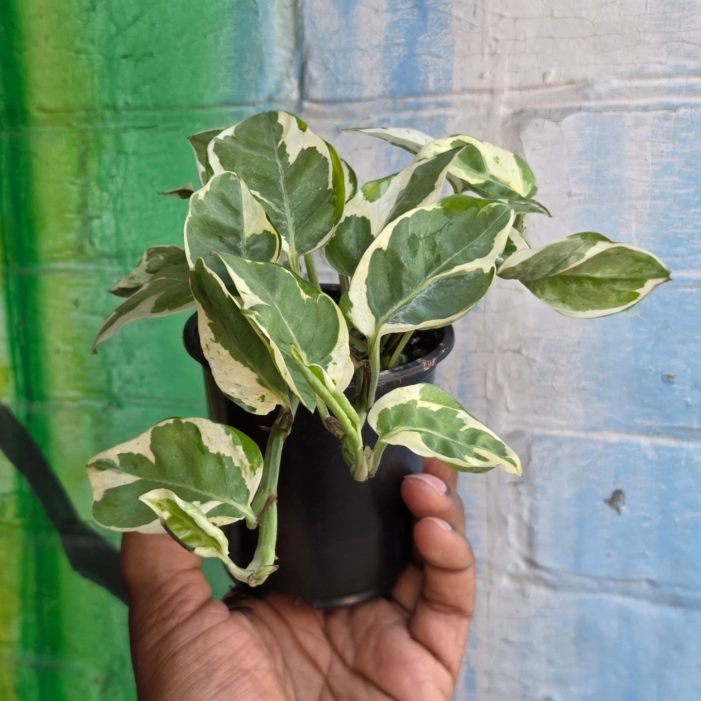 3.5" Pothos Pearls And Jade