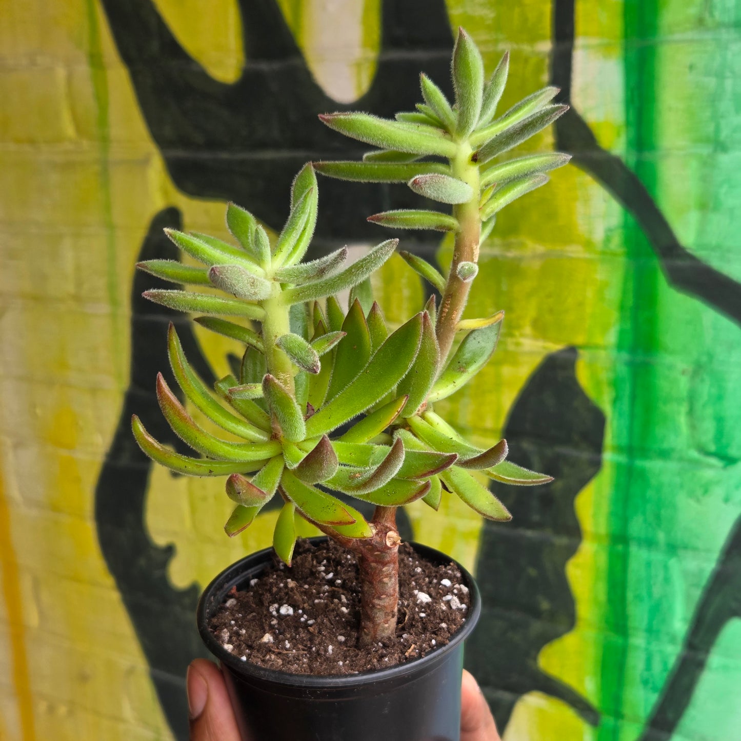 4" Echeveria Harmsii