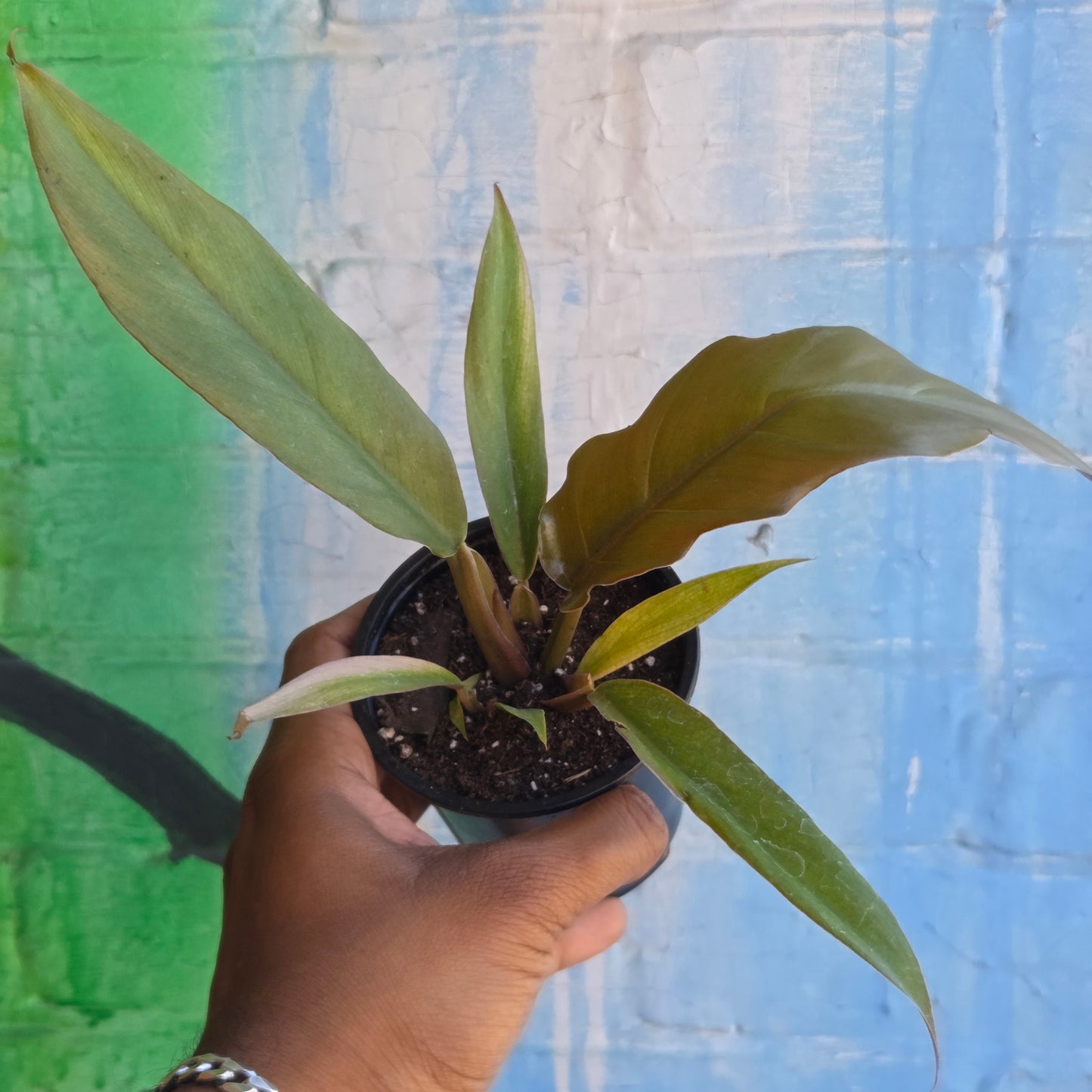 3.5" Philodendron Caramel Pluto
