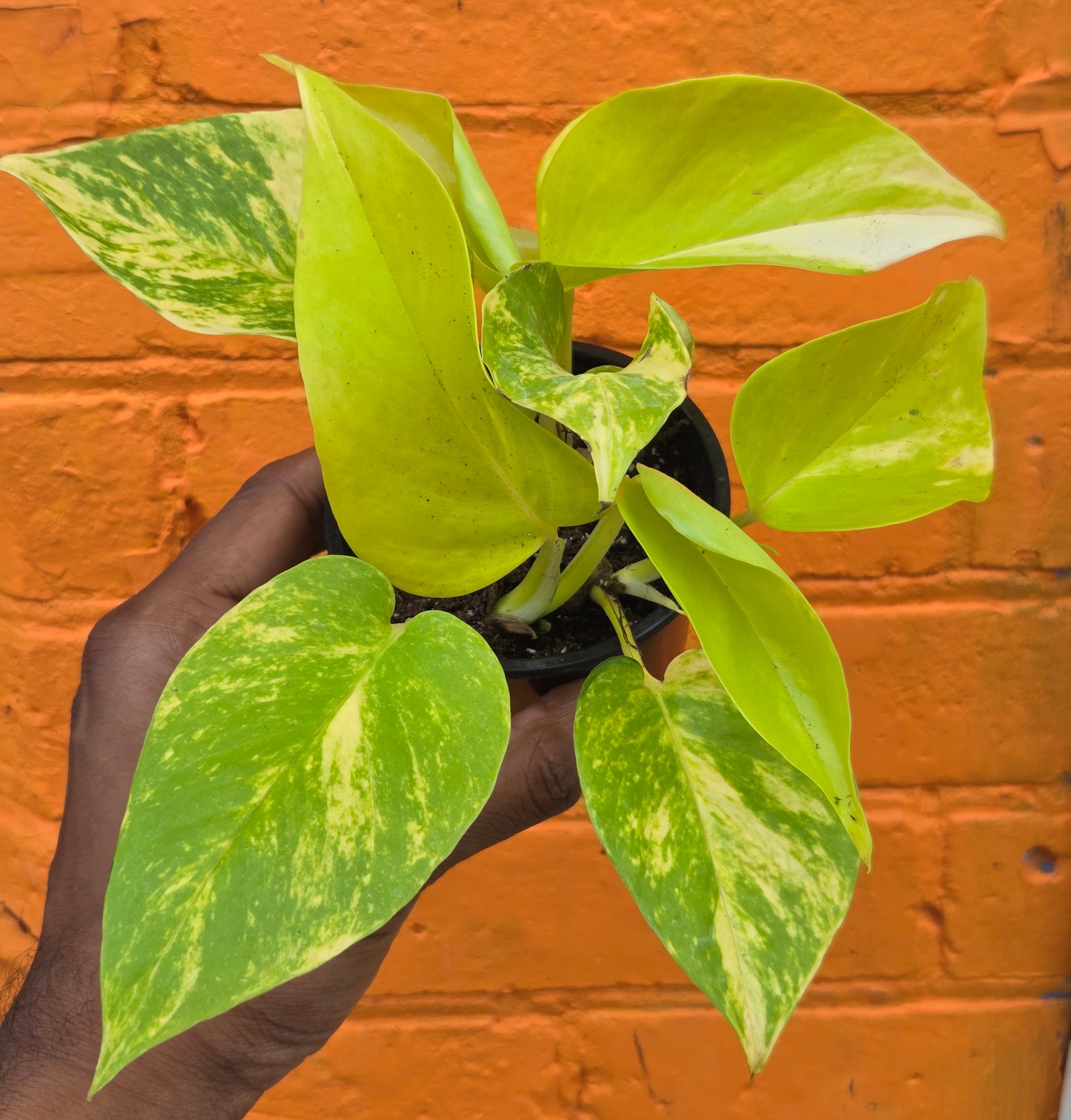 3.5” Pothos Teruno Kaguya Lemine