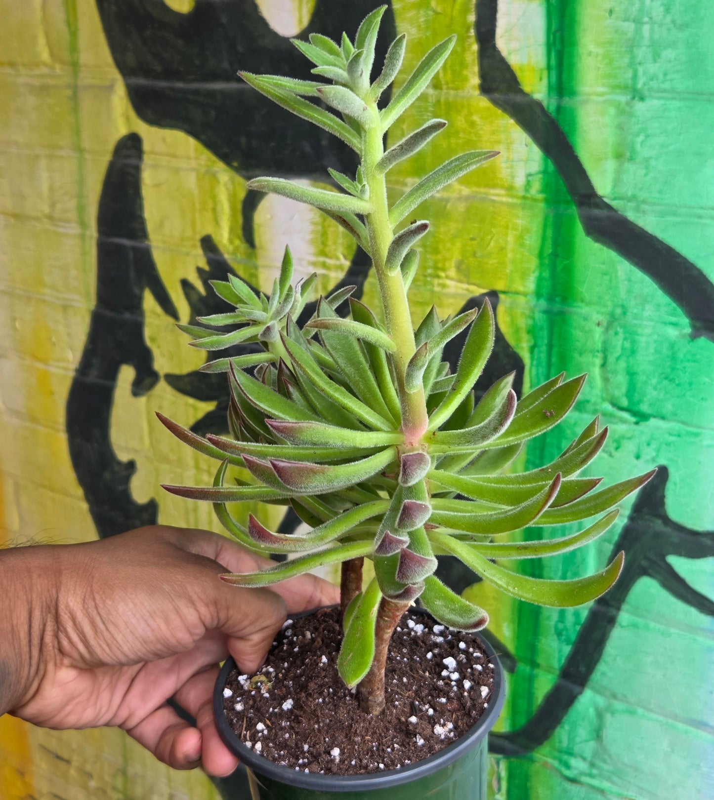 5" Echeveria Harmsii