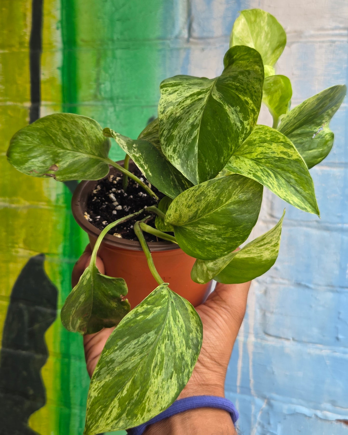 5" Pothos Marble Queen