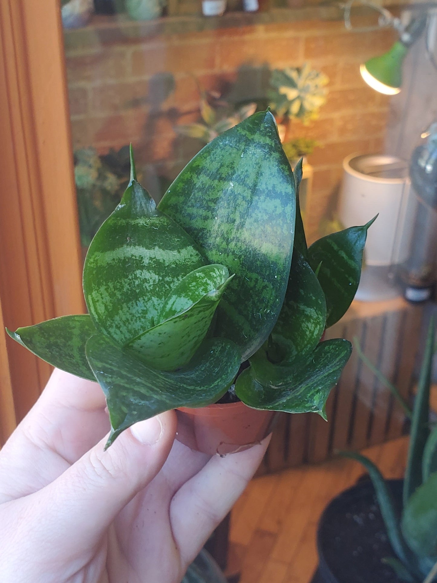 3” Sansevieria Hahnii