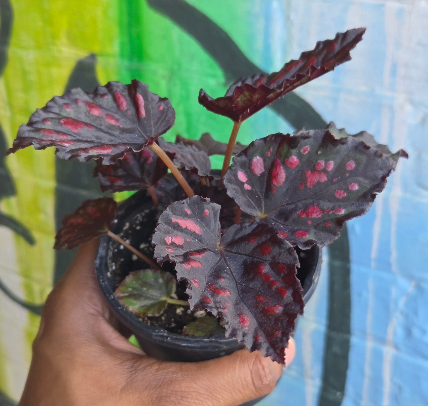 5" Begonia Rex Etna