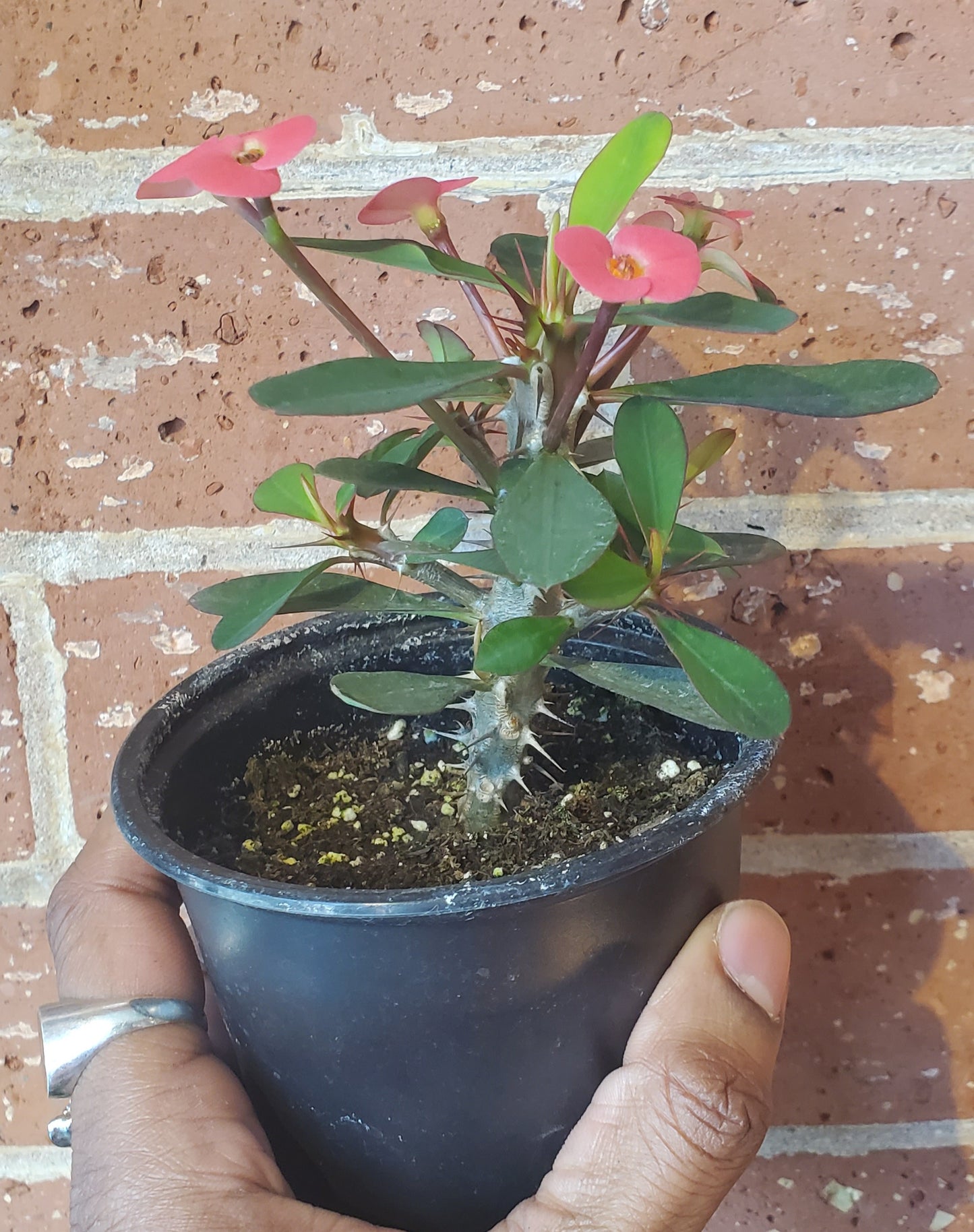 4” Euphorbia x Lomi| Crown of Thorns