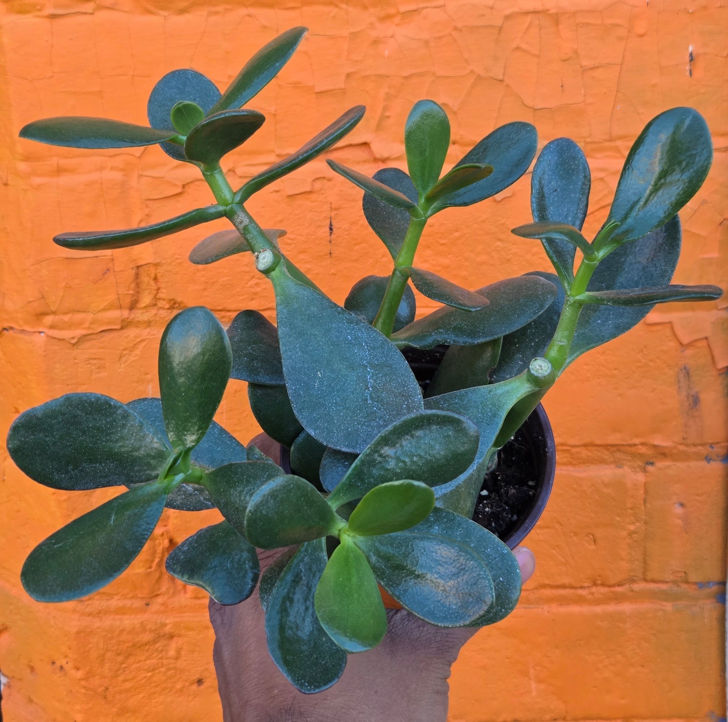 4" Jade | Crassula Ovata