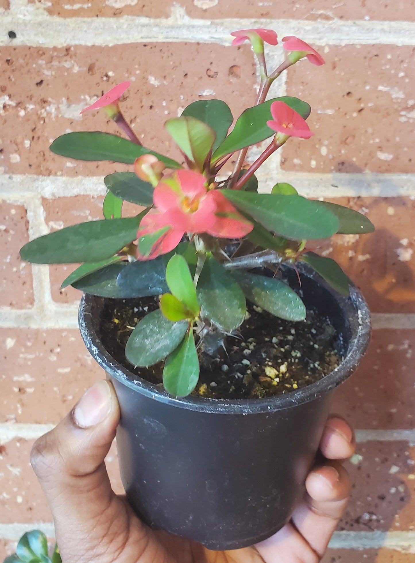 4” Euphorbia x Lomi| Crown of Thorns