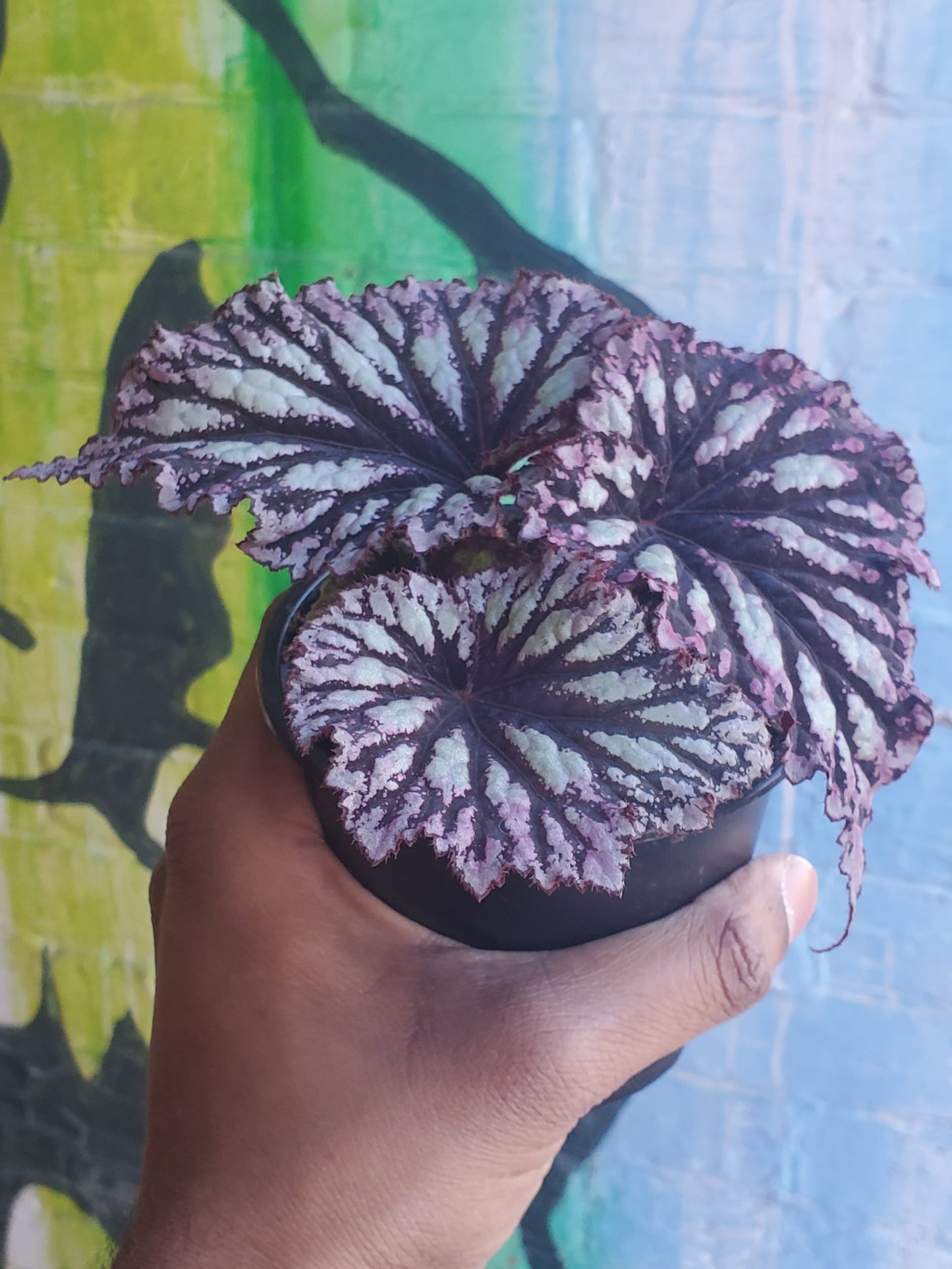4" Begonia Rex Fireworks