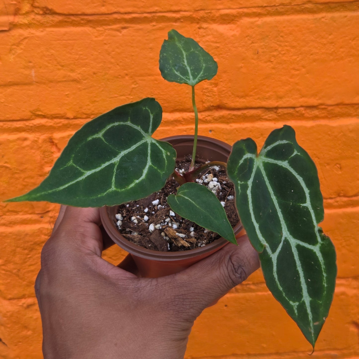 3.5" Anthurium Crystalinum Turtle