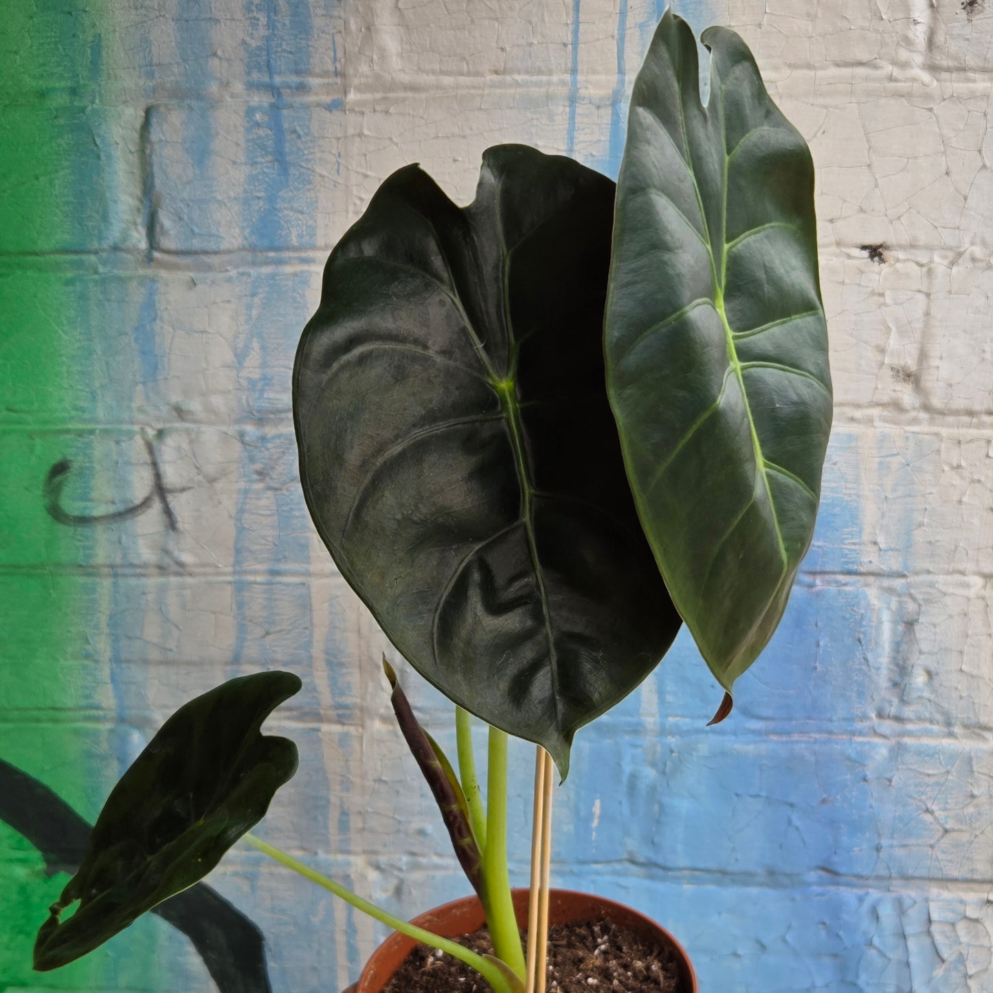 5" Alocasia Golden Bone