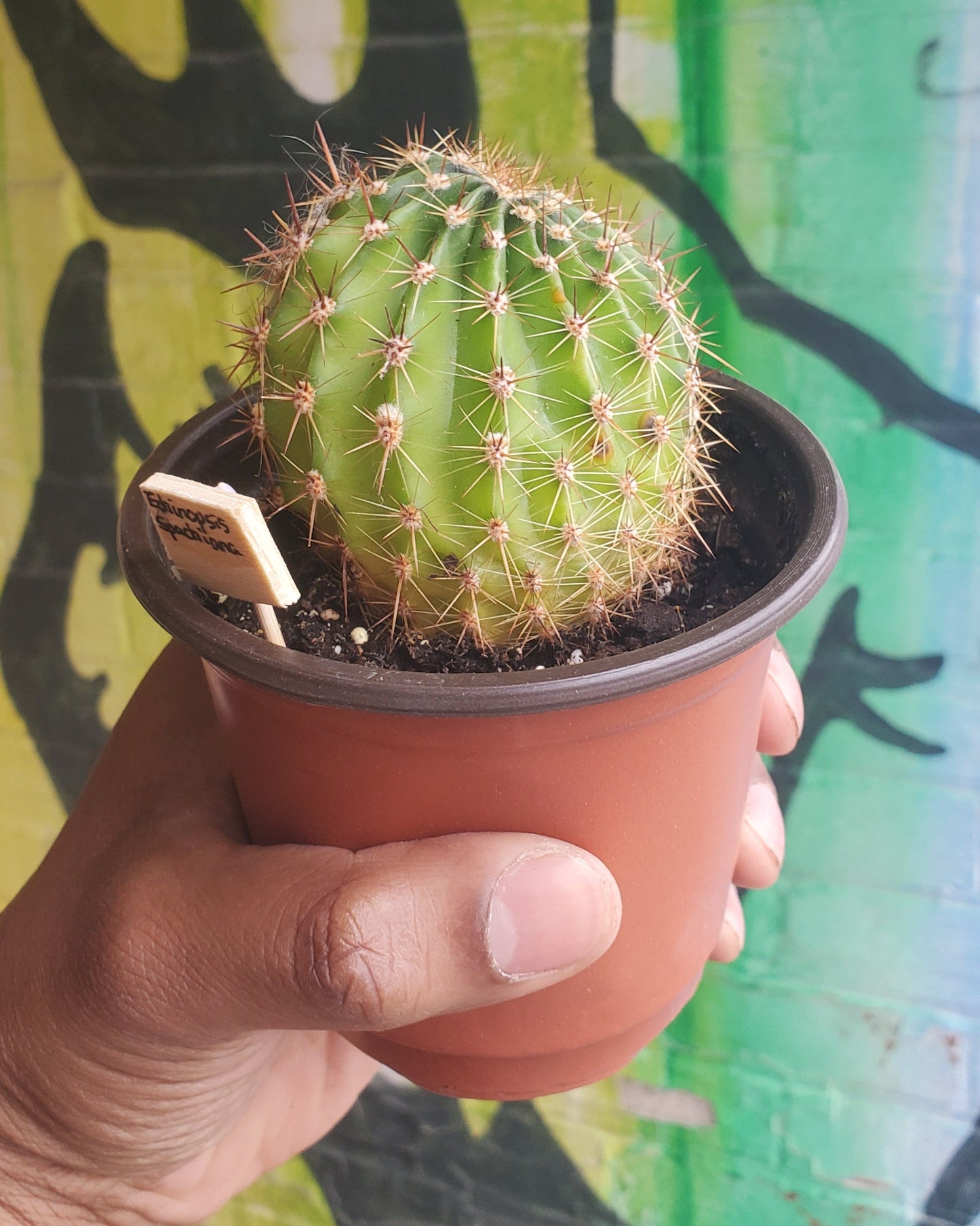 4" Echinopsis spachiana