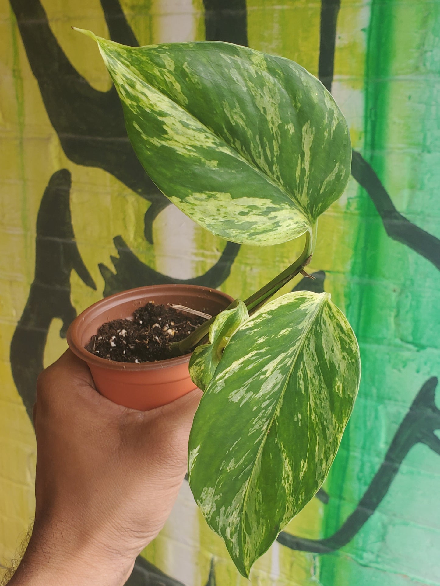 3.5" Pothos Marble Queen