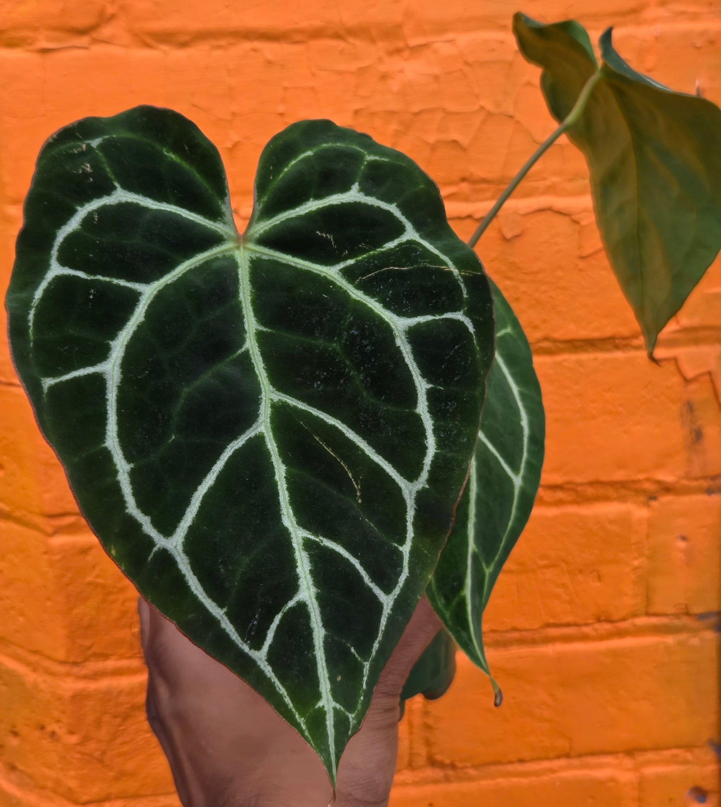 5" Anthurium Crystalinum Turtle