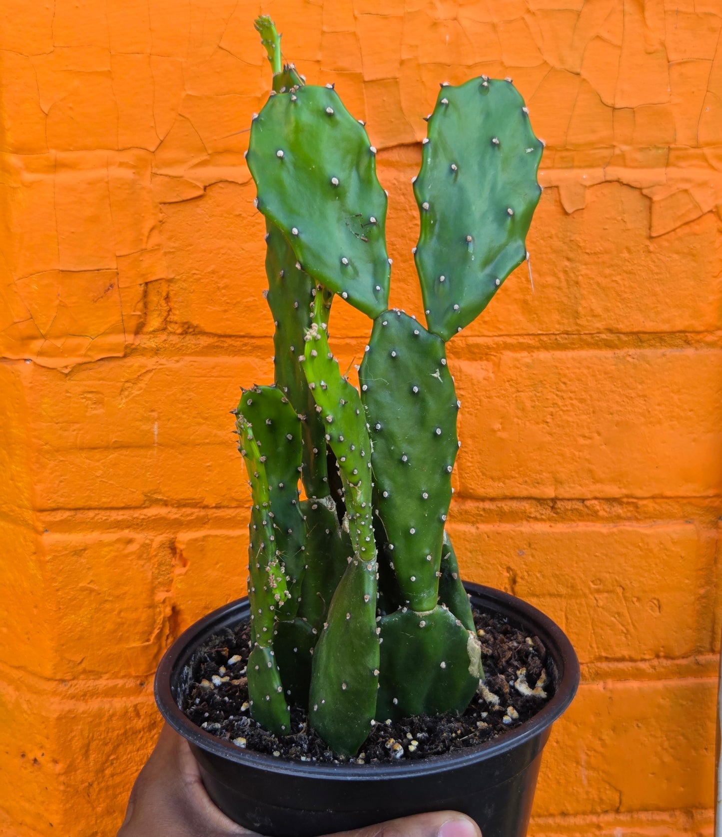 6" Opuntia jamaicensis