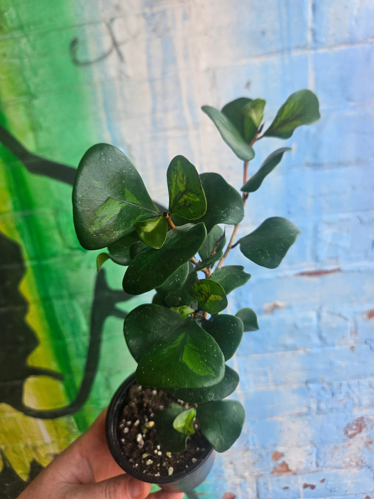 3.5" Ficus triangularis Green