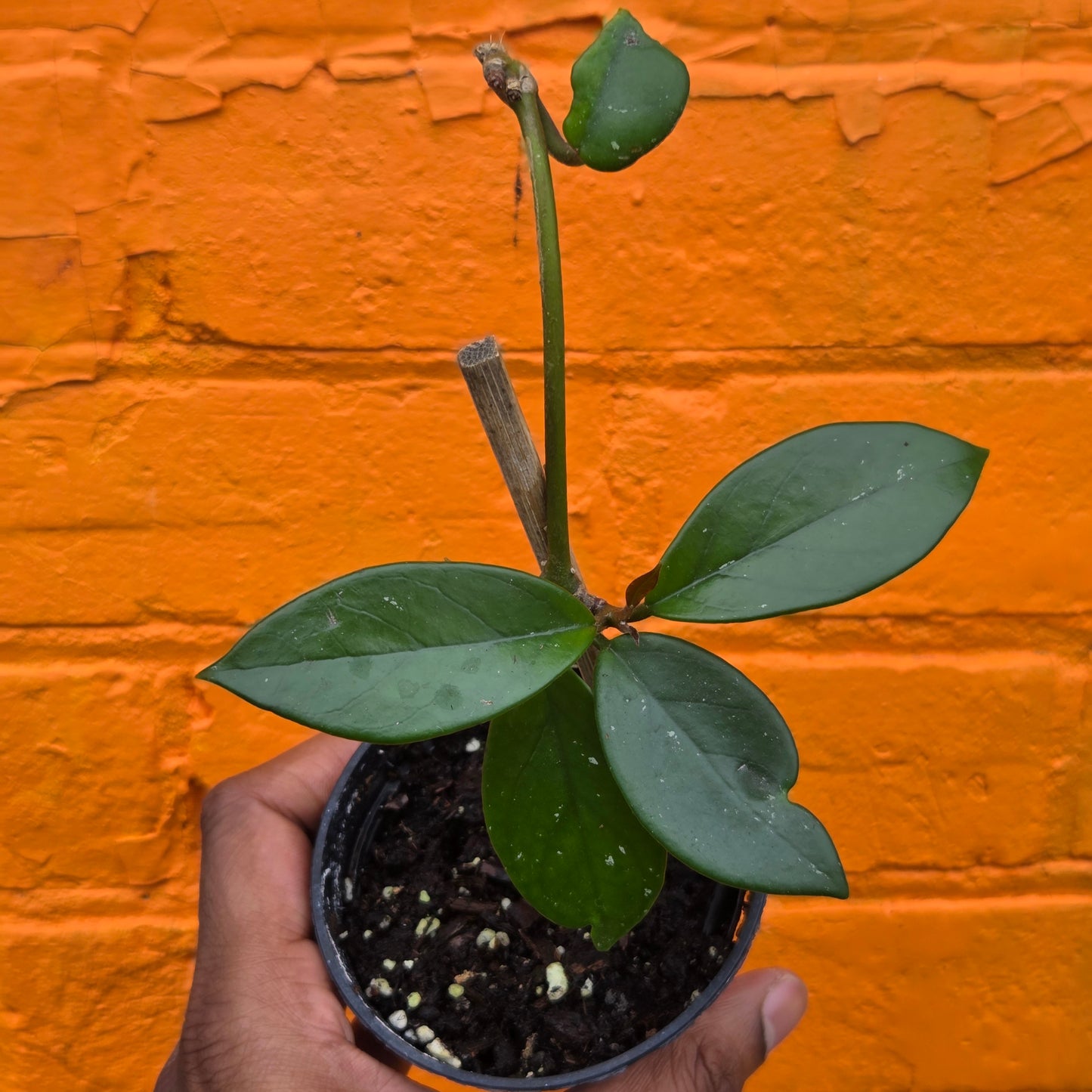 3.5" Hoya Carnosa