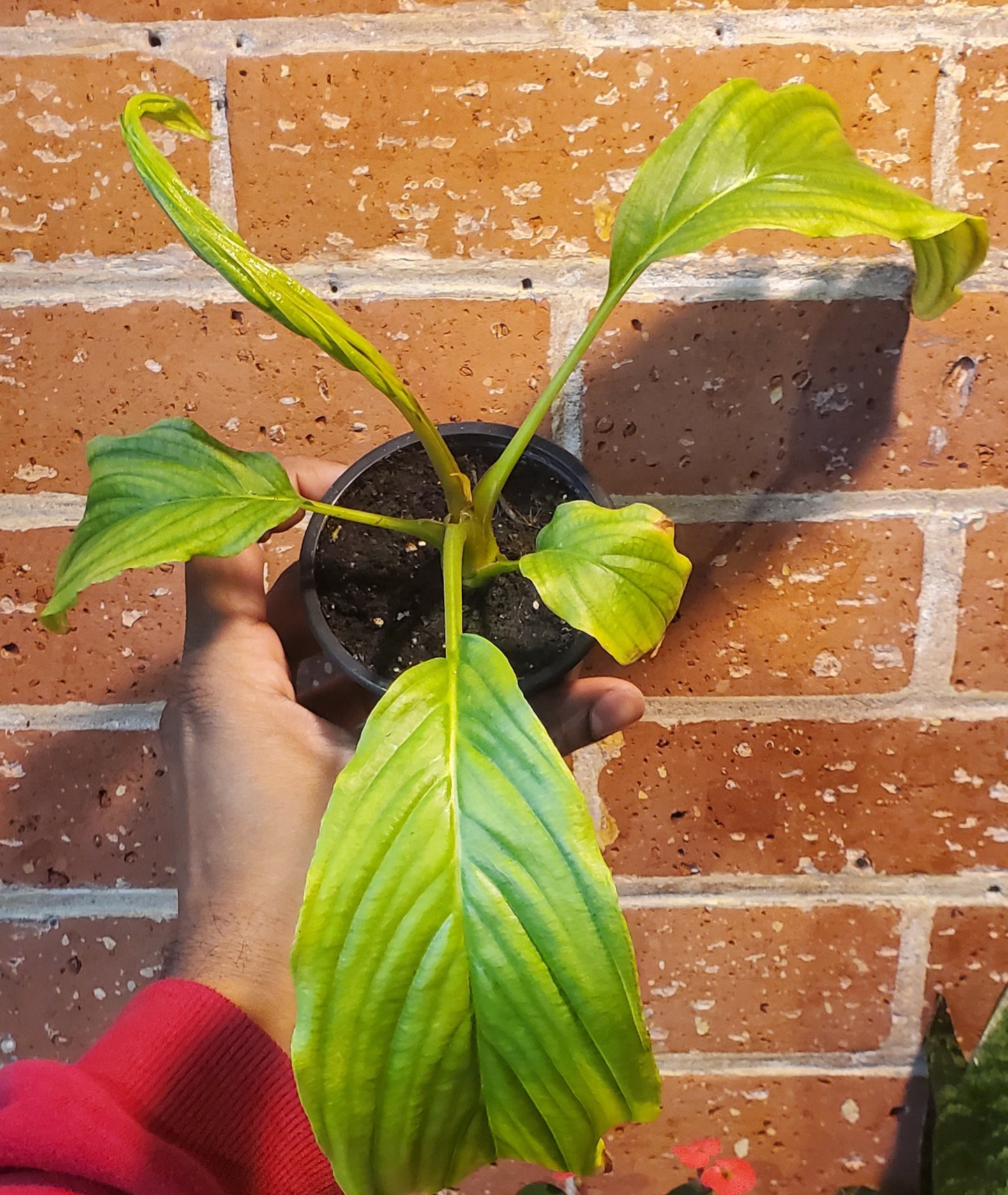 3.5" Tacca Integrifolia White Bat Flower