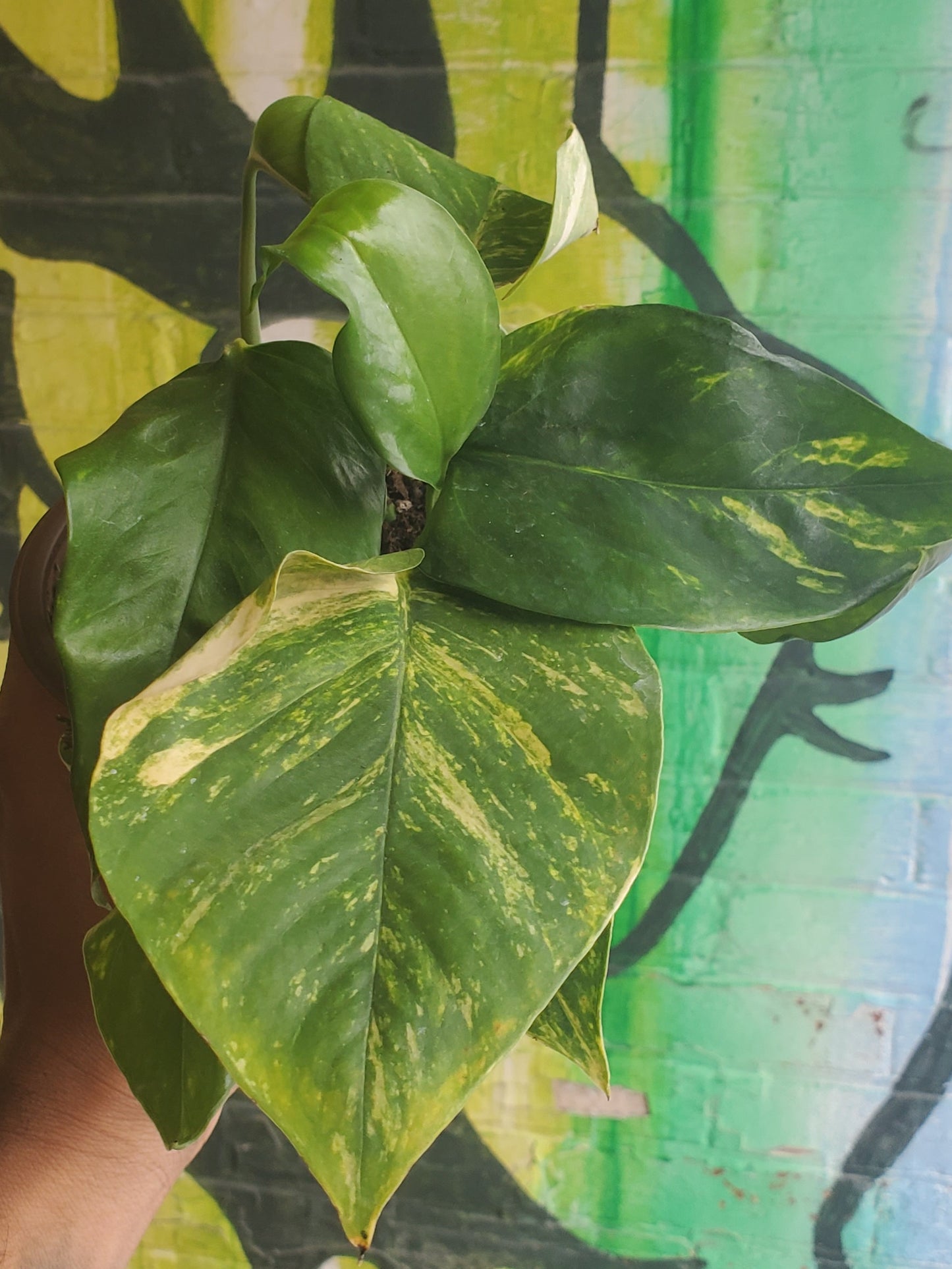 5" Pothos Golden