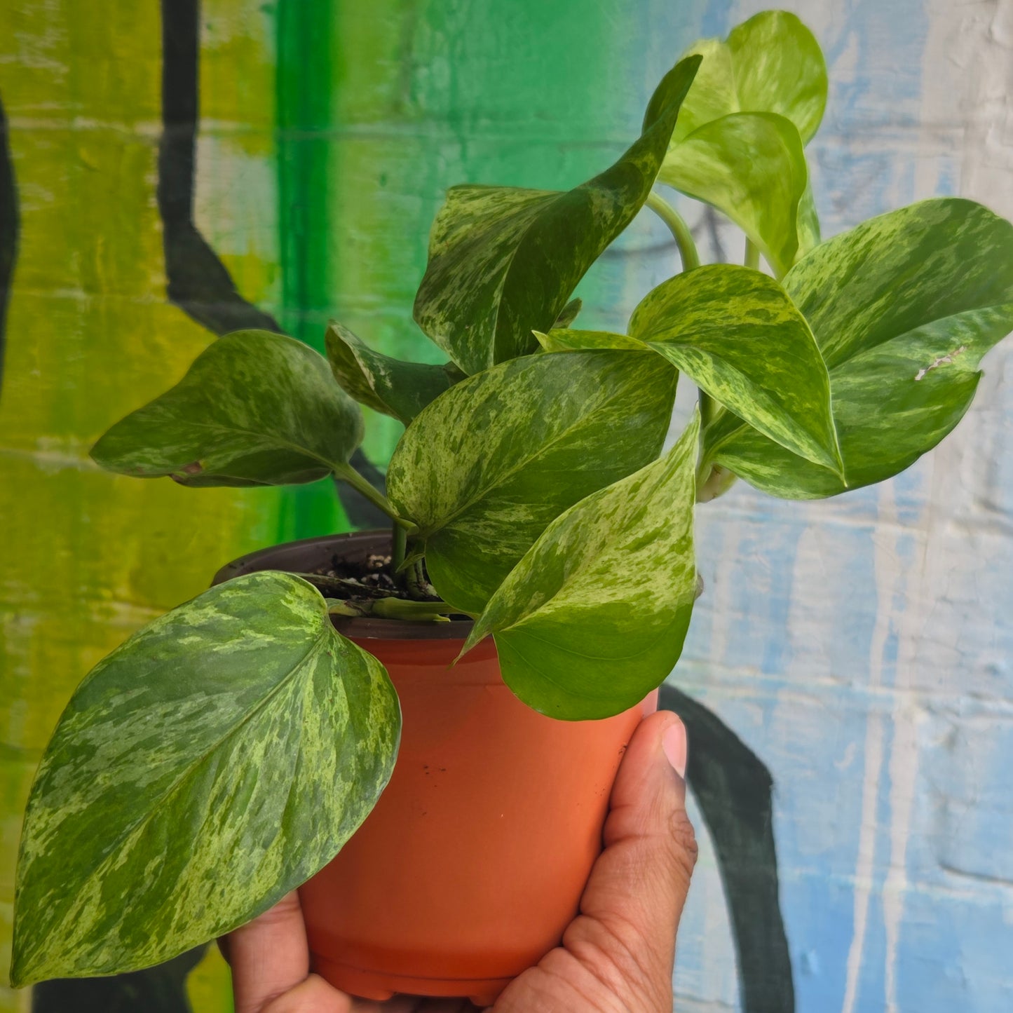 5" Pothos Marble Queen