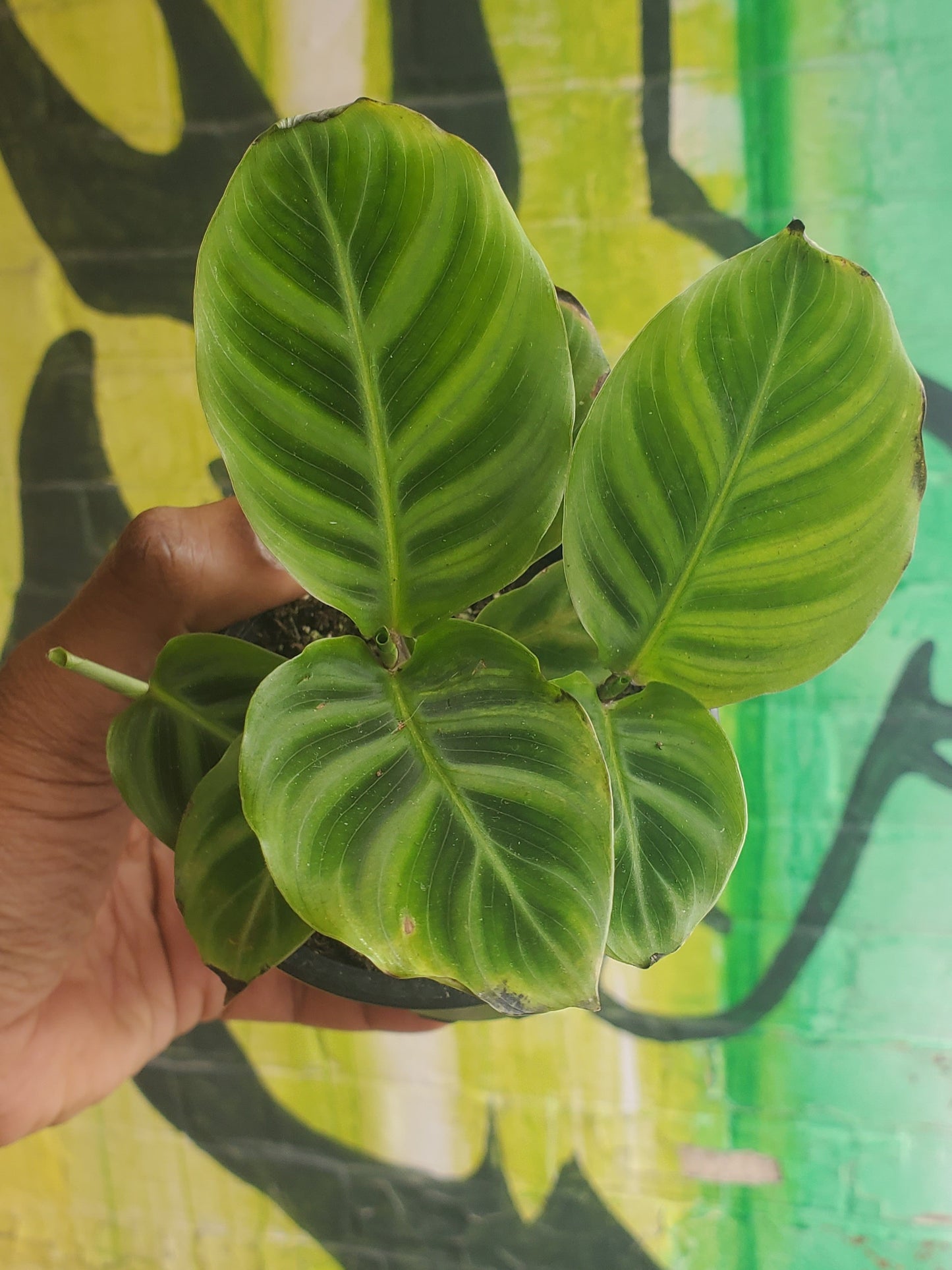3.5” Goeppertia zebrina