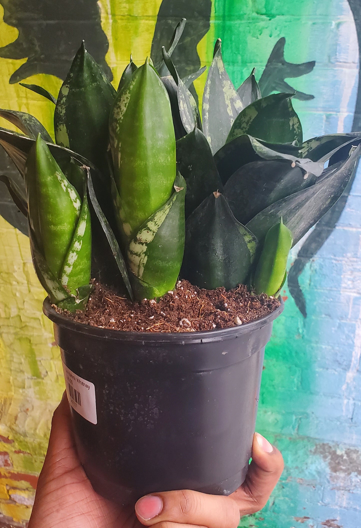 6" Sansevieria Hahnii Whitney