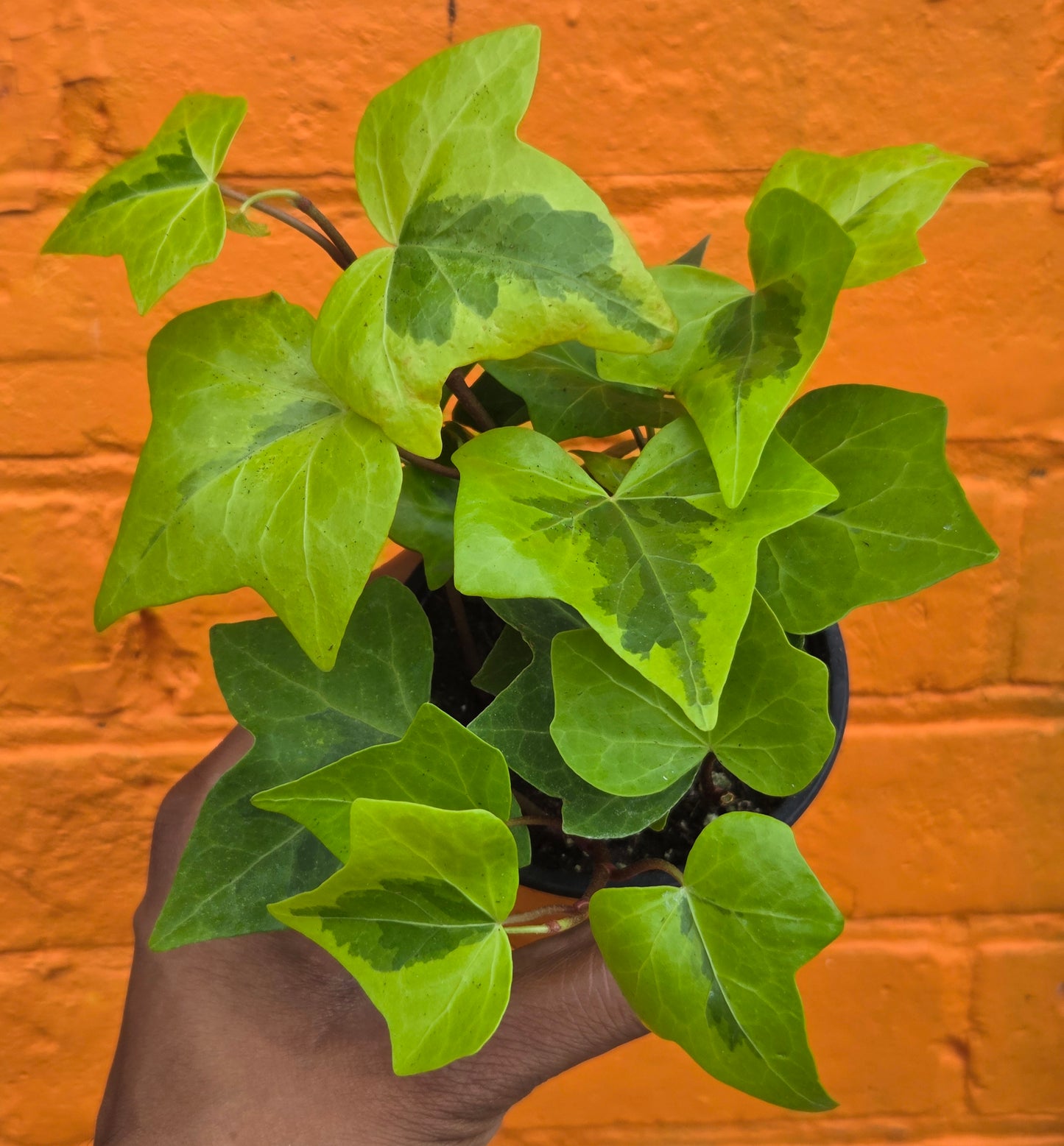 3.5” Neon Variegated English Ivy
