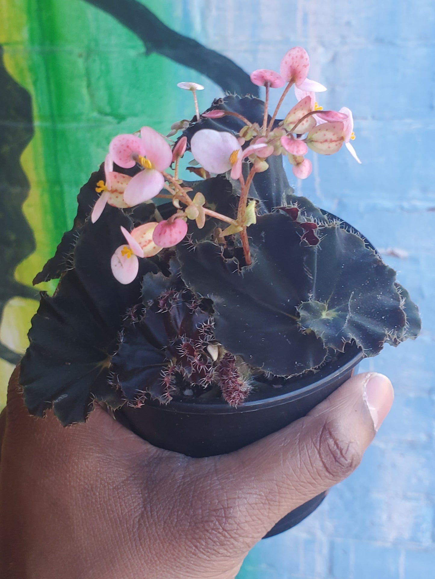 4" Begonia Rex Black Mamba