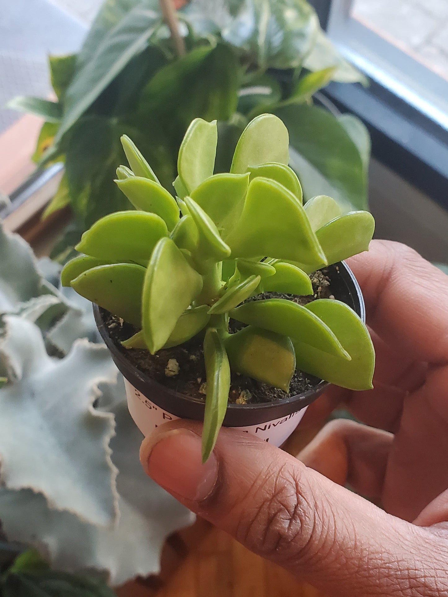 2.5" Peperomia Nivalis