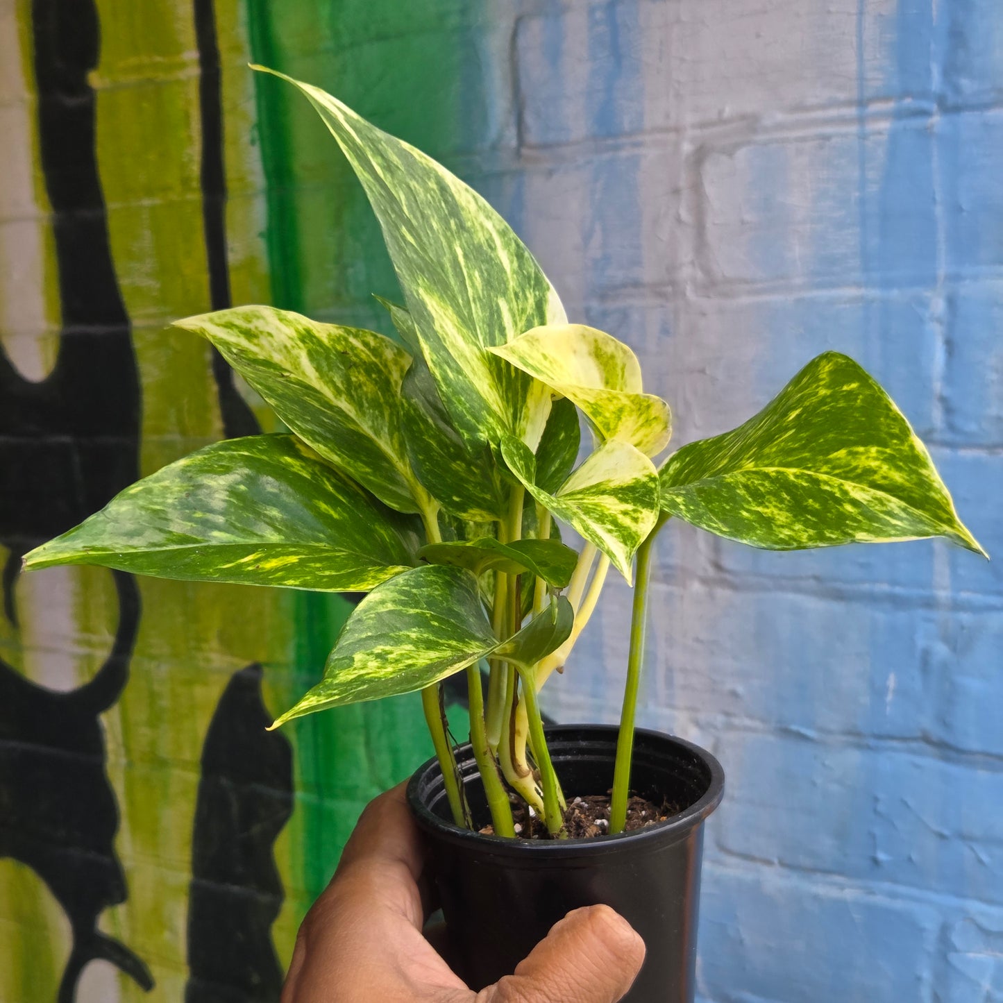3.5" Hawaiian Pothos