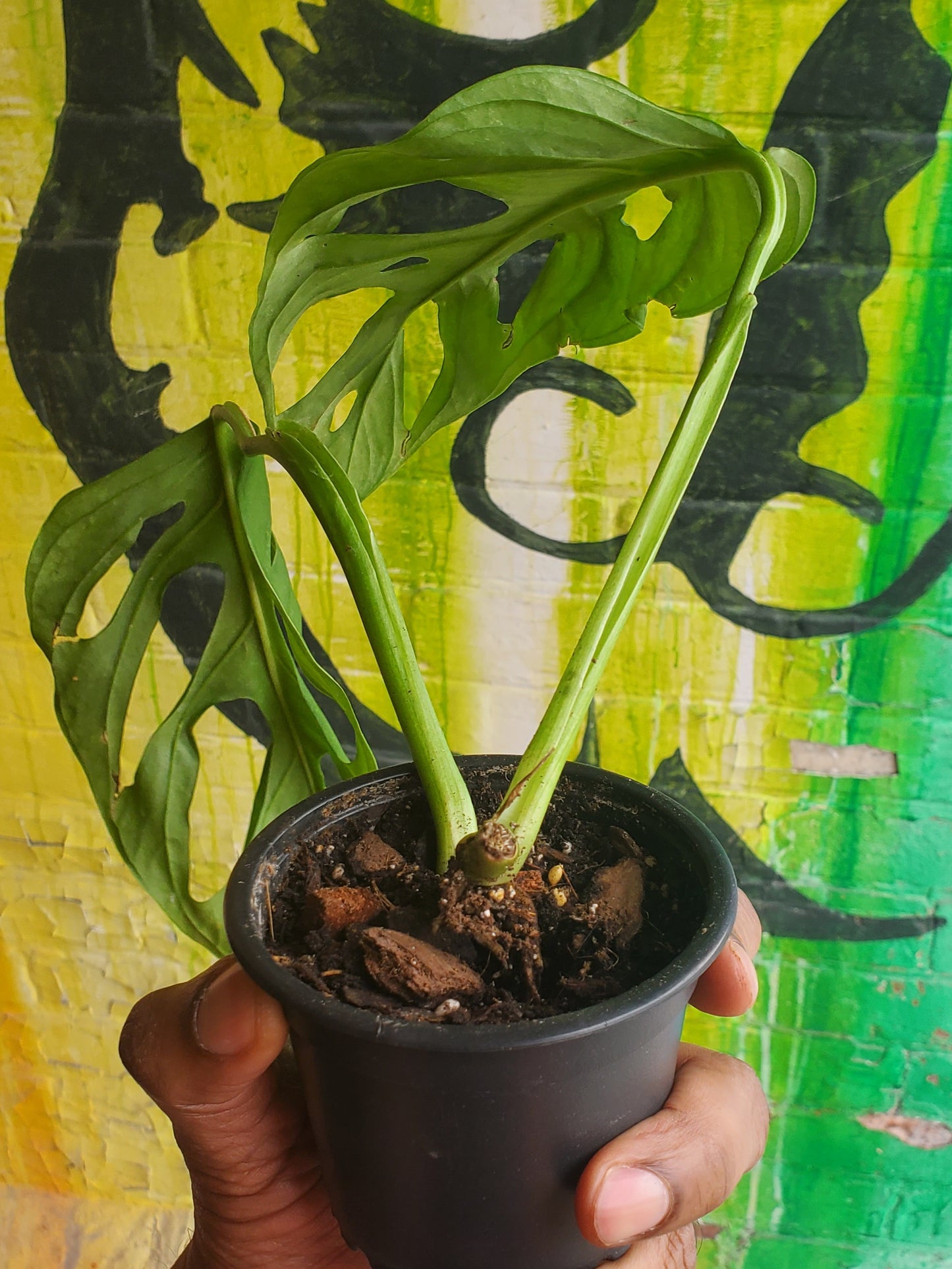 3" Monstera Esqueleto