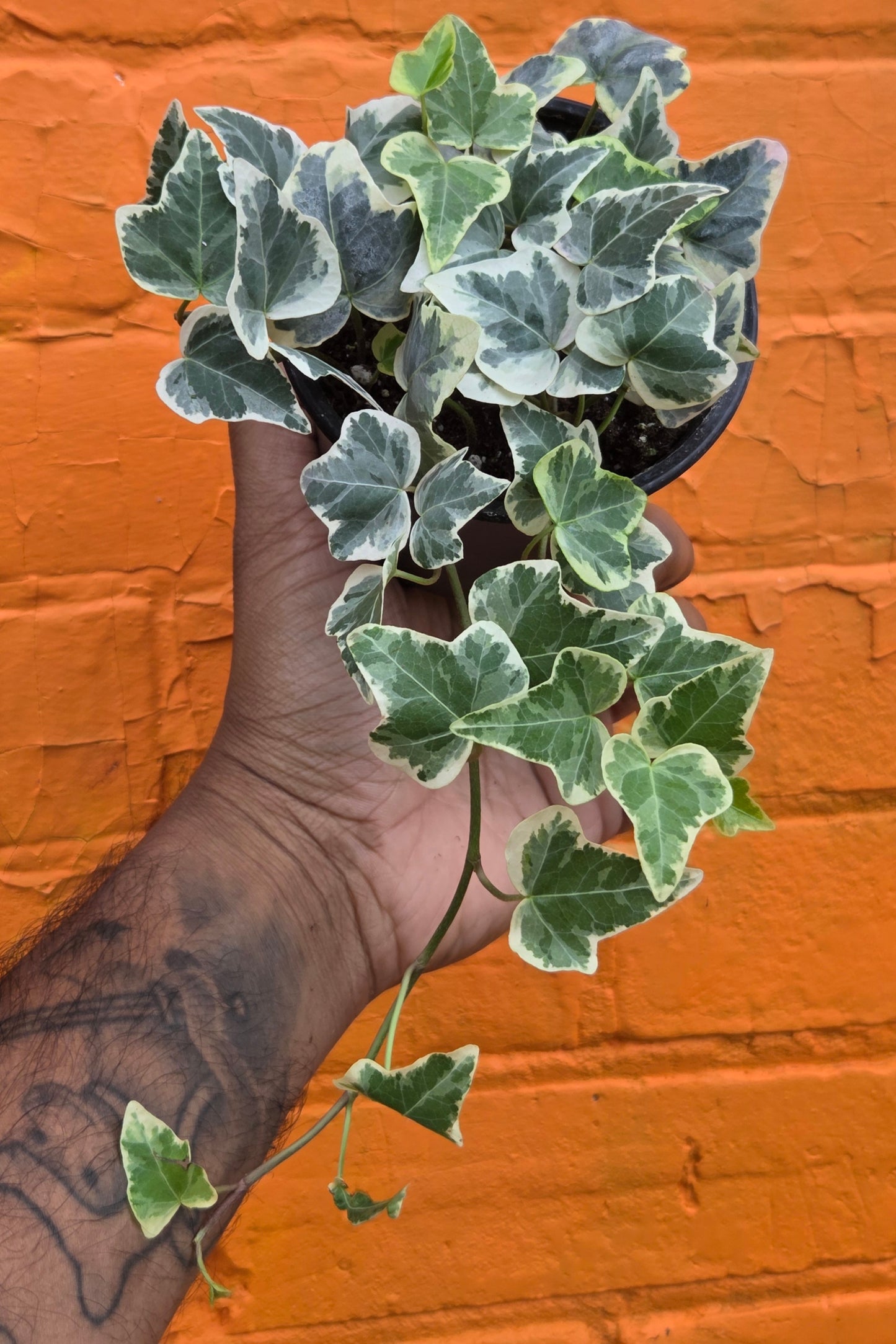 3.5” White Variegated English Ivy