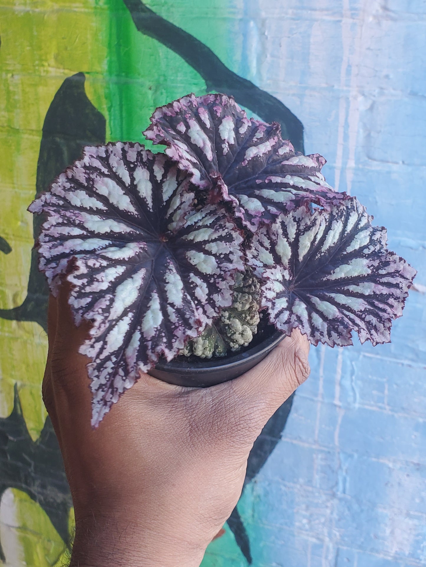 4" Begonia Rex Fireworks