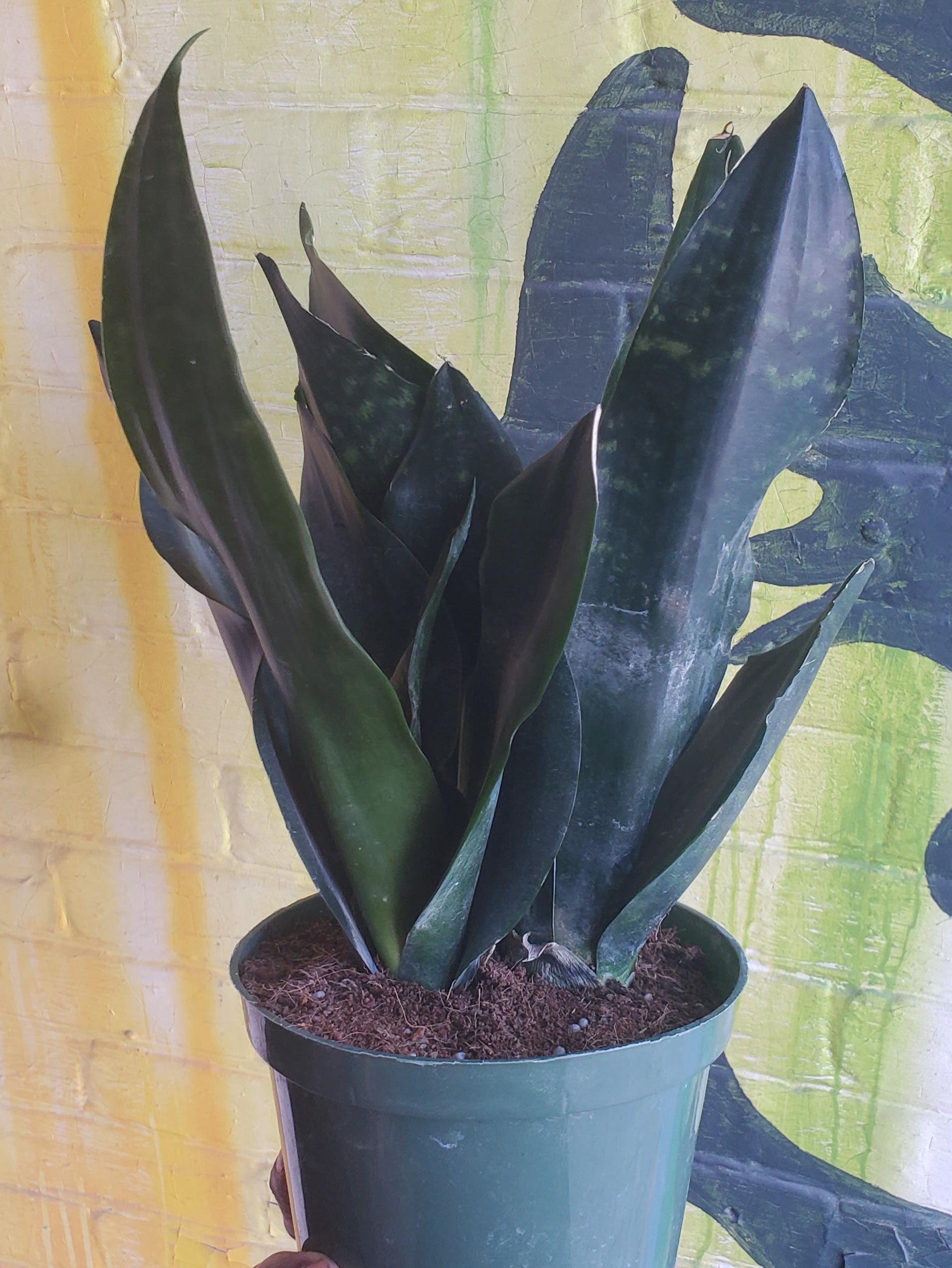 black dragon plant sansevieria 6" Sansevieria Black Dragon – Plant Goals