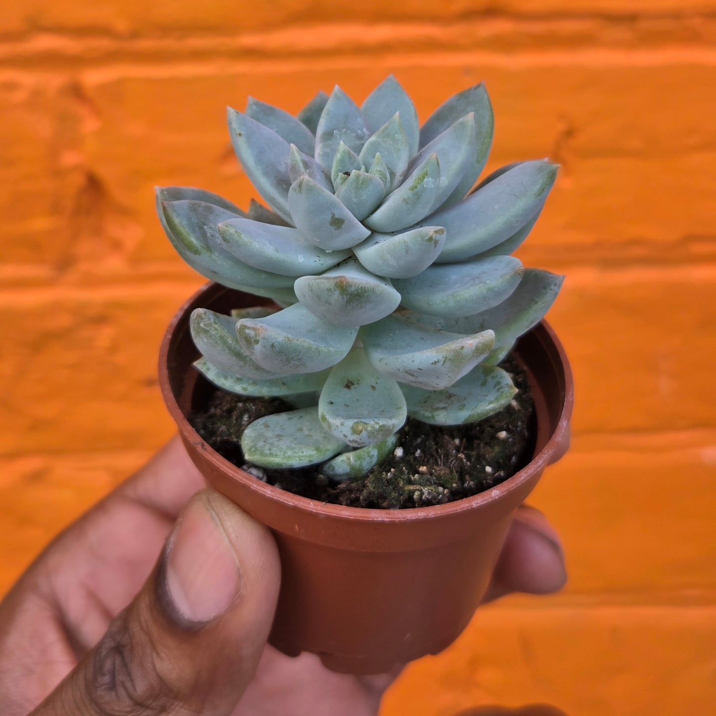 2.5" Graptoveria Opalina