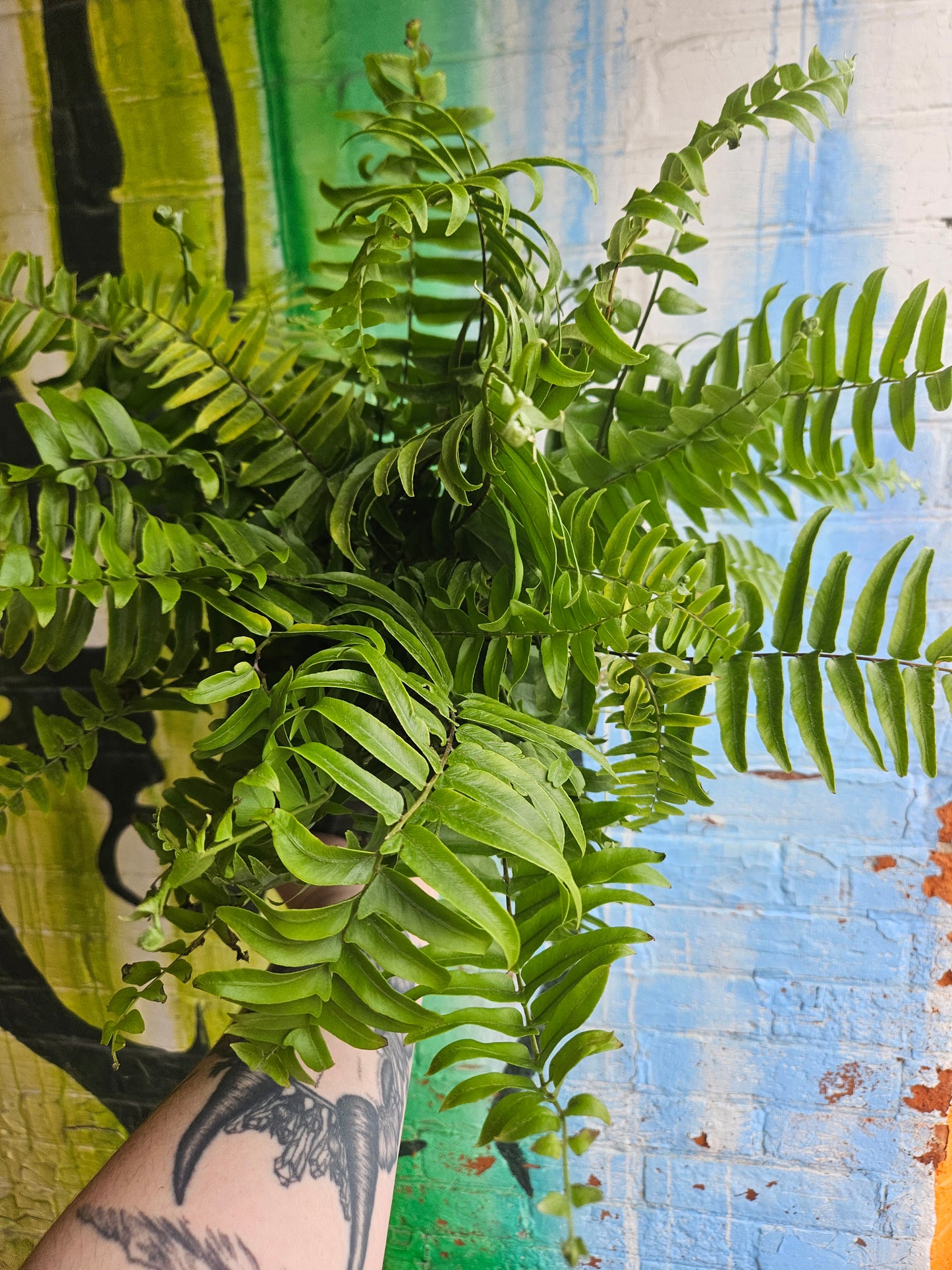8" Macho Fern Nephrolepis biserrata