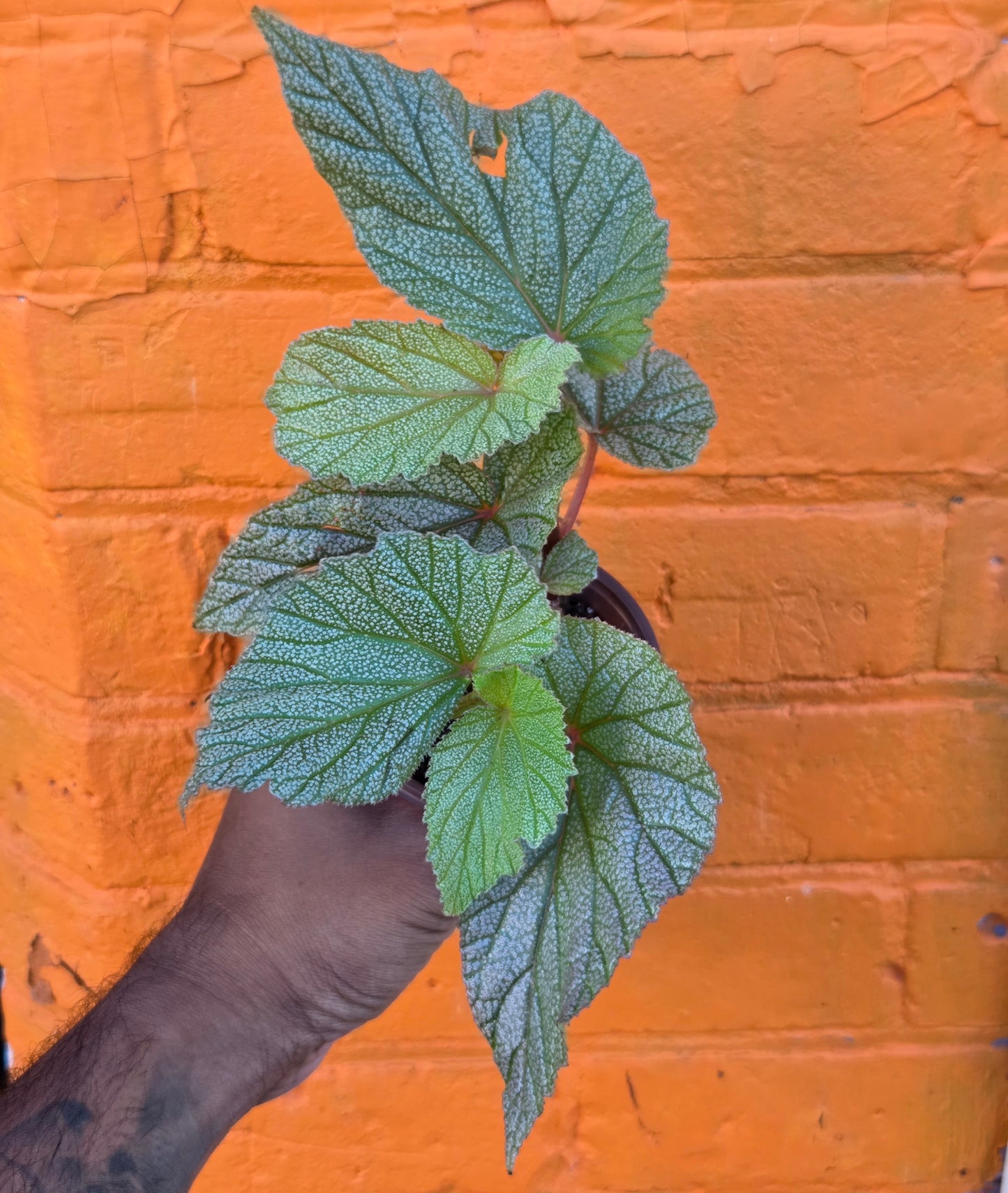 3.5" Begonia Sinbad (Large)