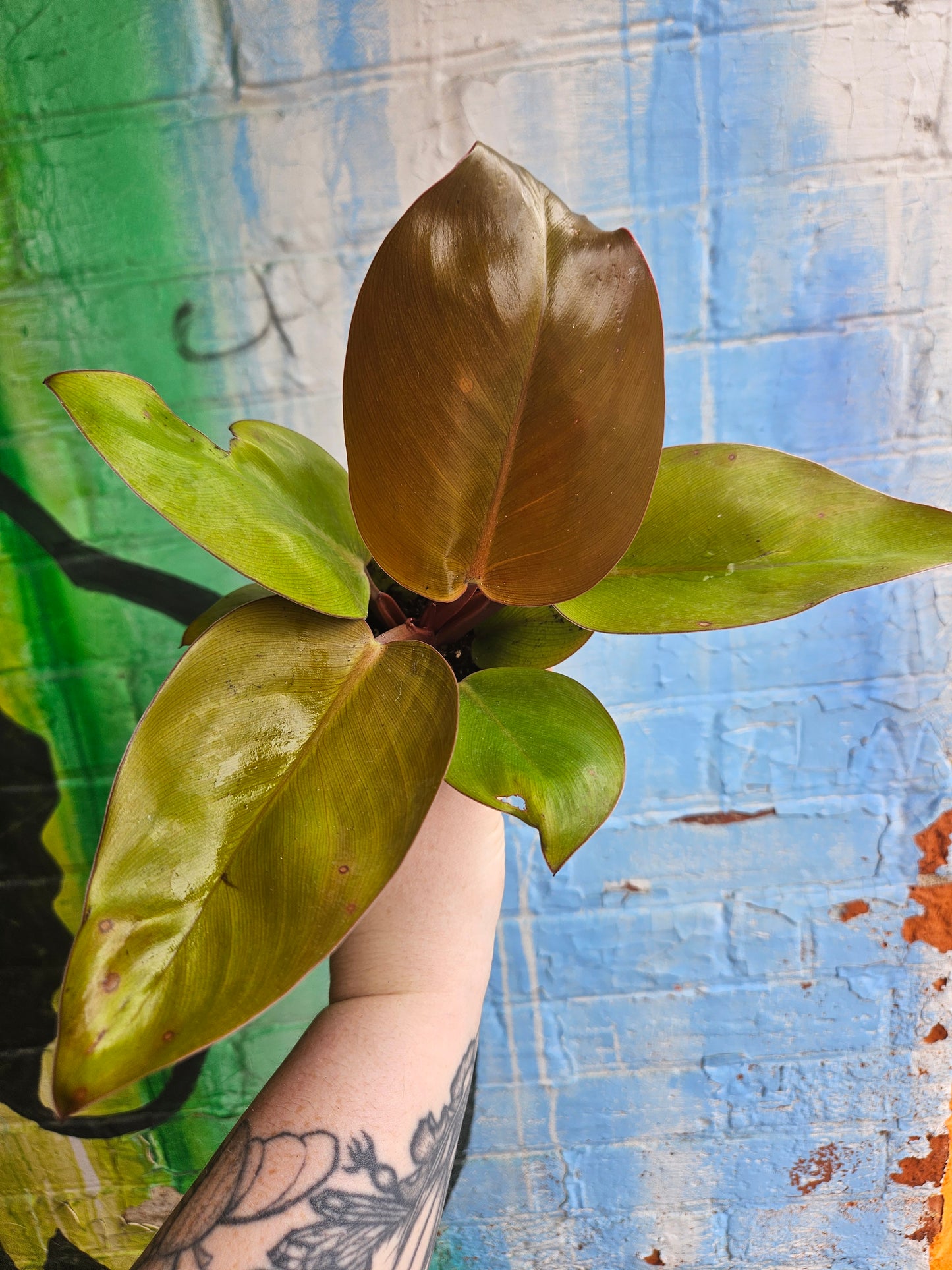 3.5" Philodendron Mars