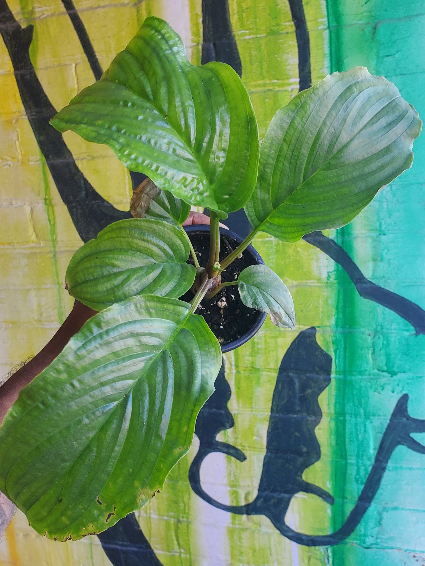 3.5" Tacca Chantrieri Black Bat Flower