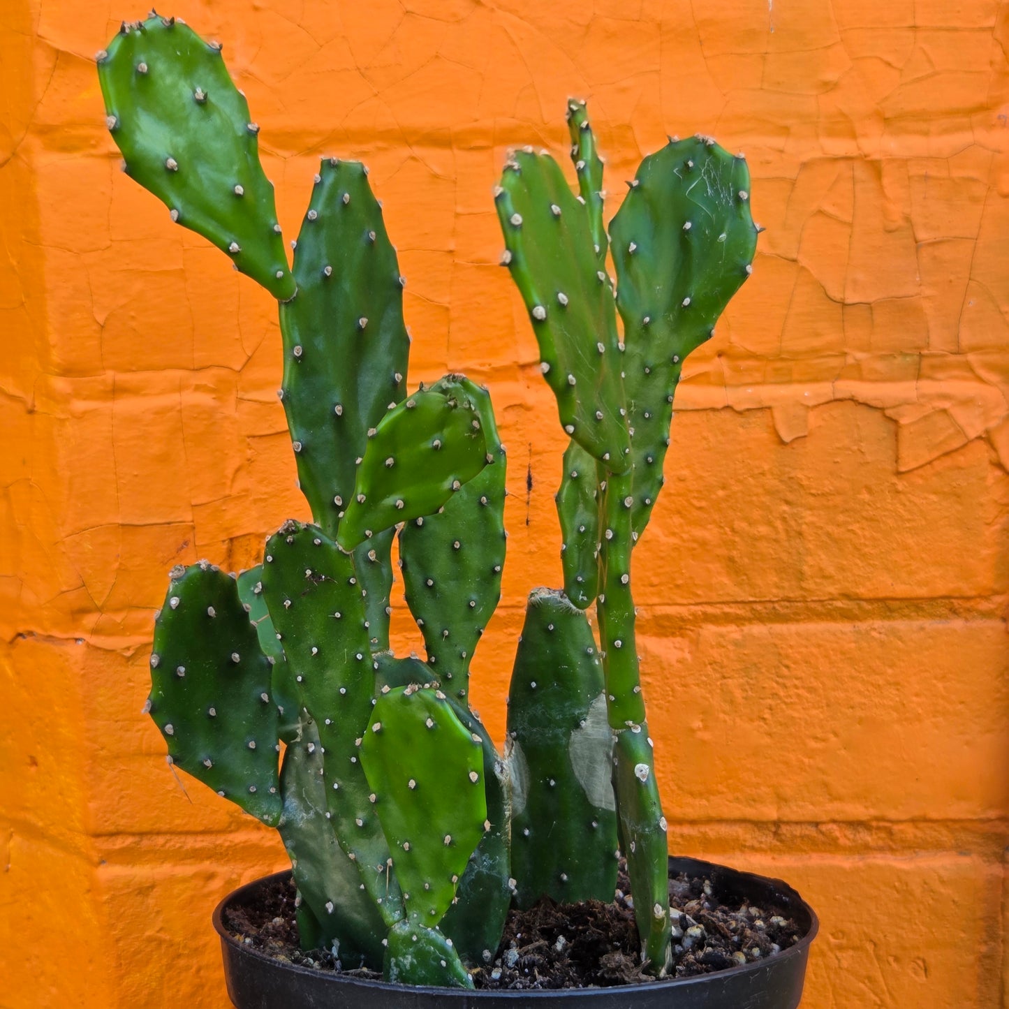 6" Opuntia jamaicensis