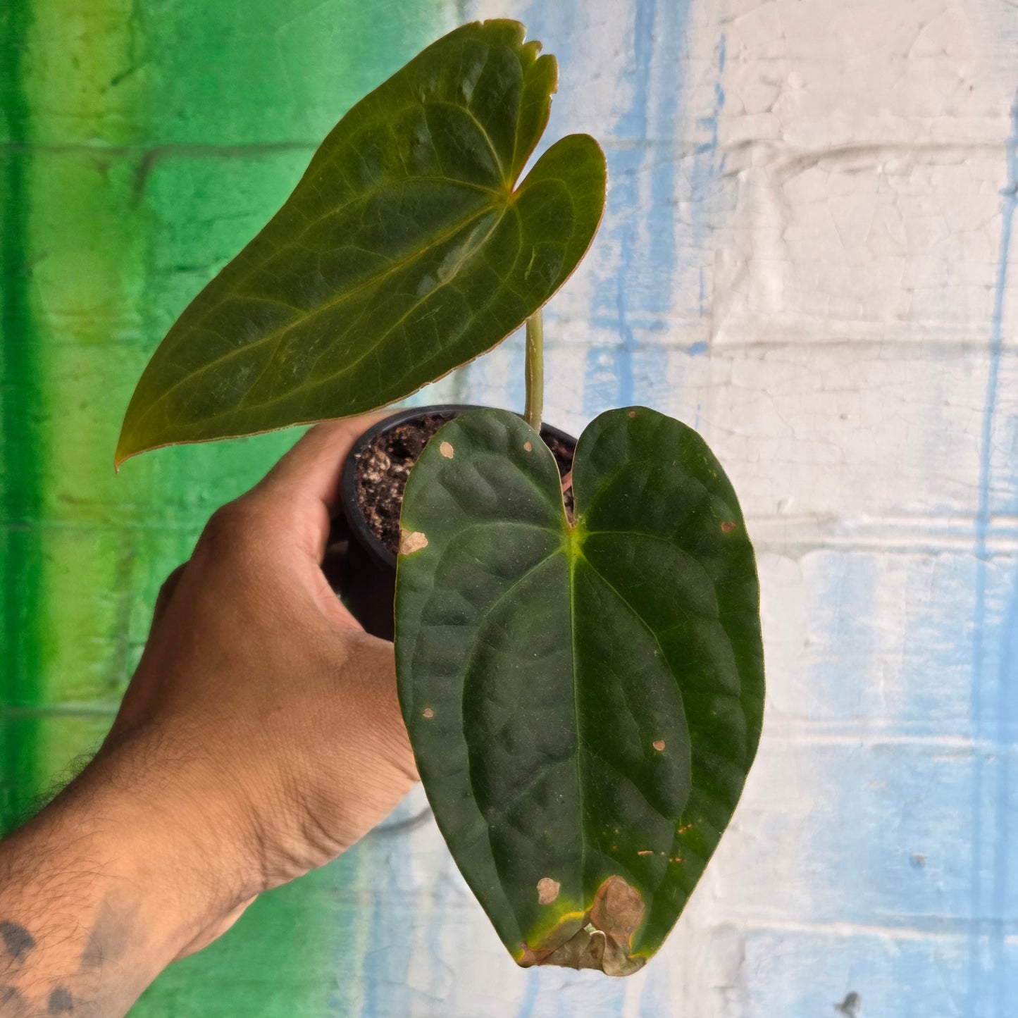 4” Anthurium Luxurians Dark Form (TAC)