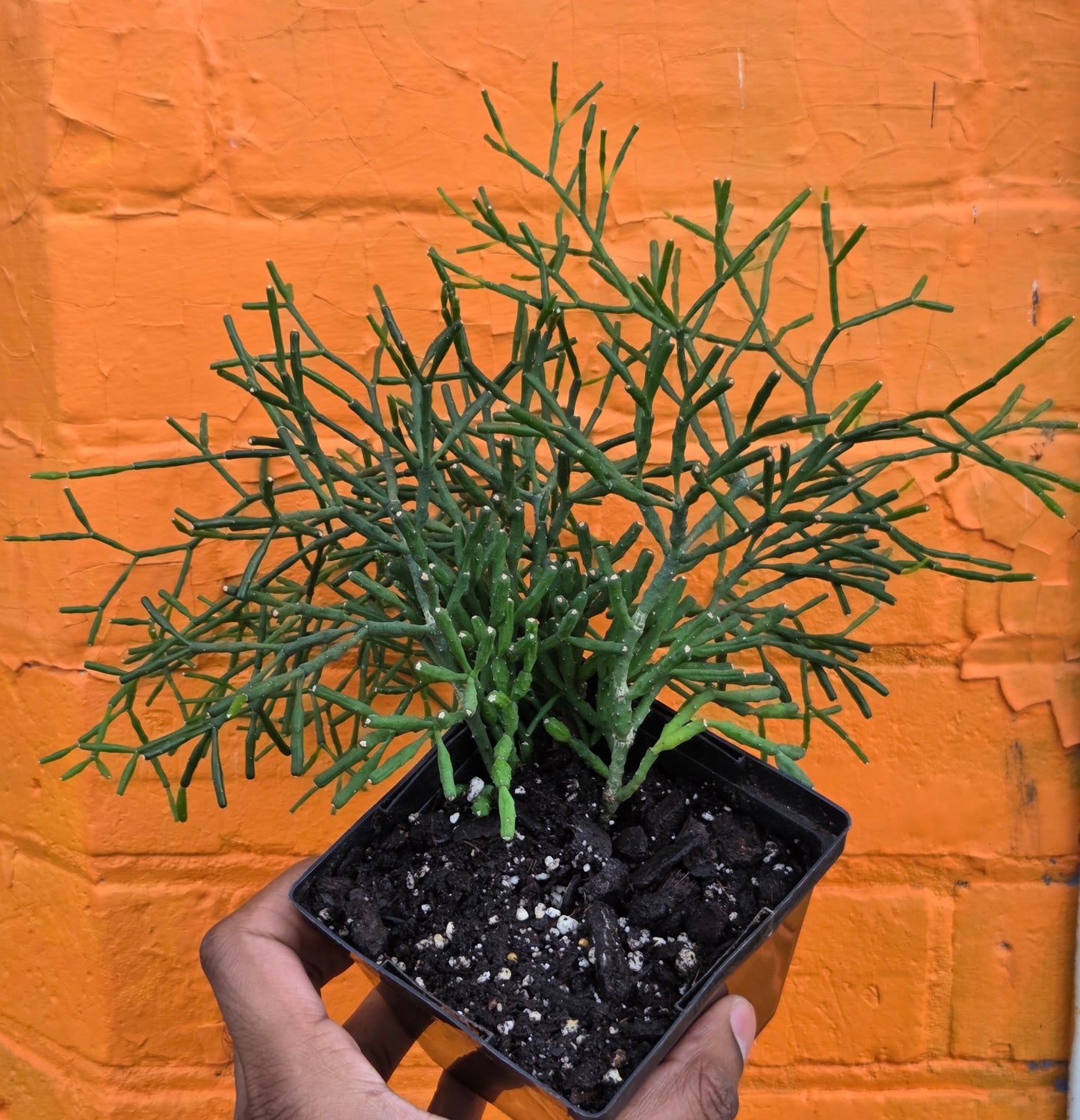 5” Rhipsalis Hatiora Salicorniodes