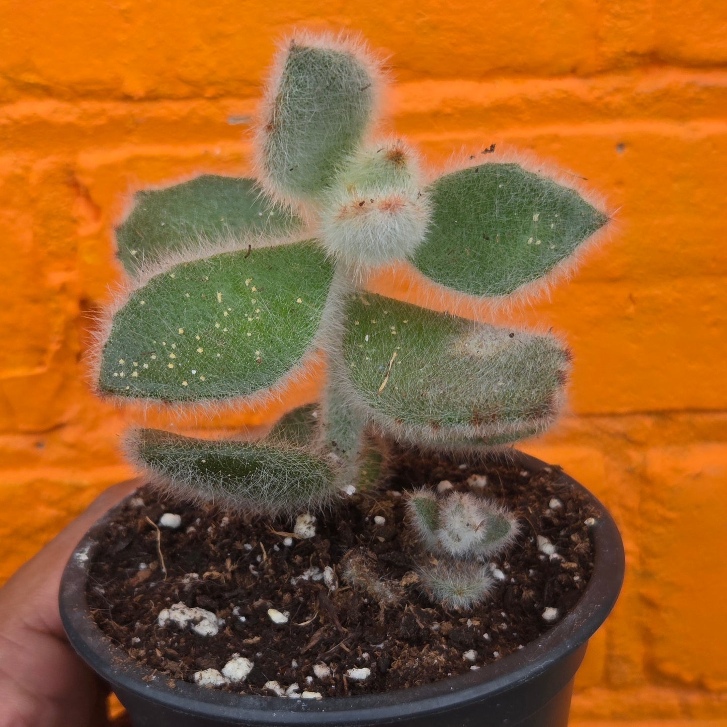 3.5" Kalanchoe Tomentosa