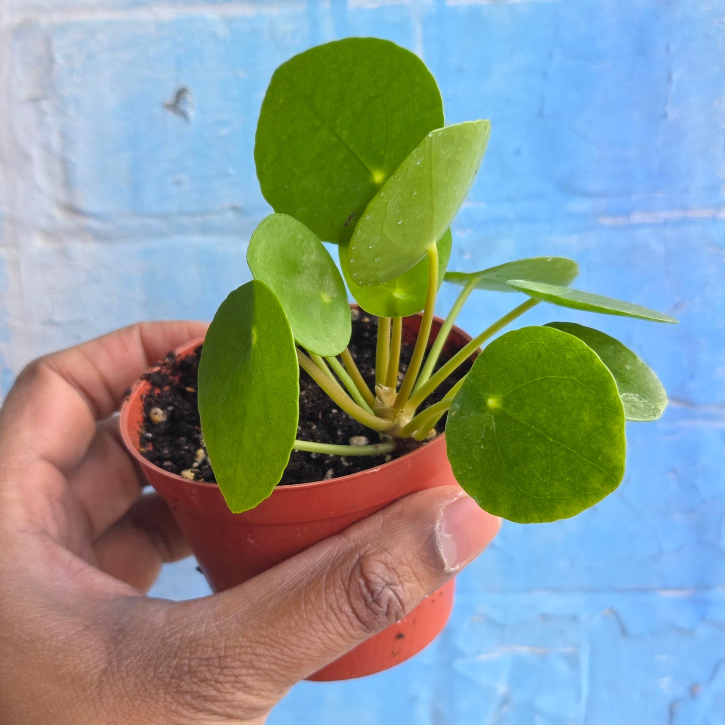 3" Pilea Peperomioides | Friendship Plant