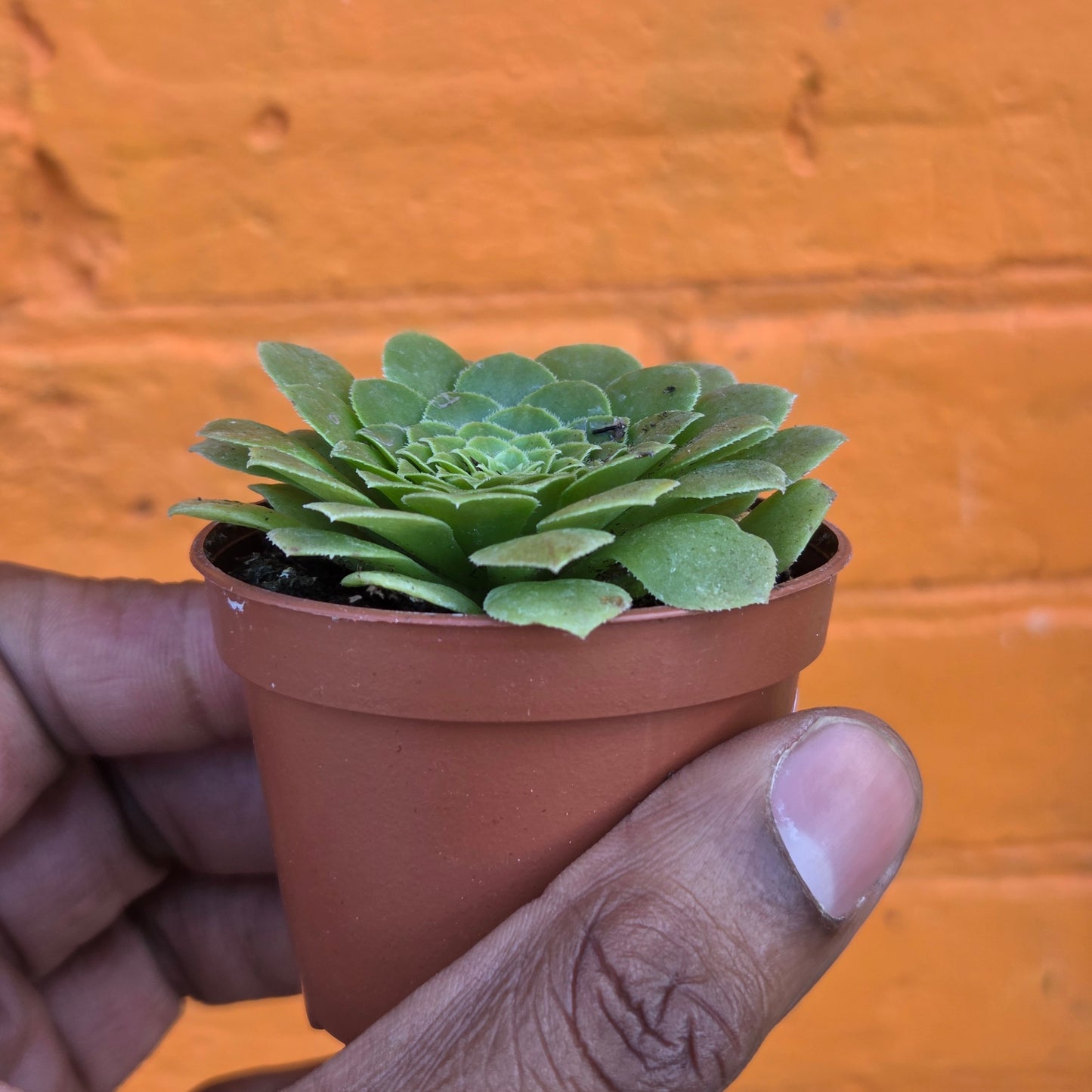 2.5" Aeonium tabuliforme